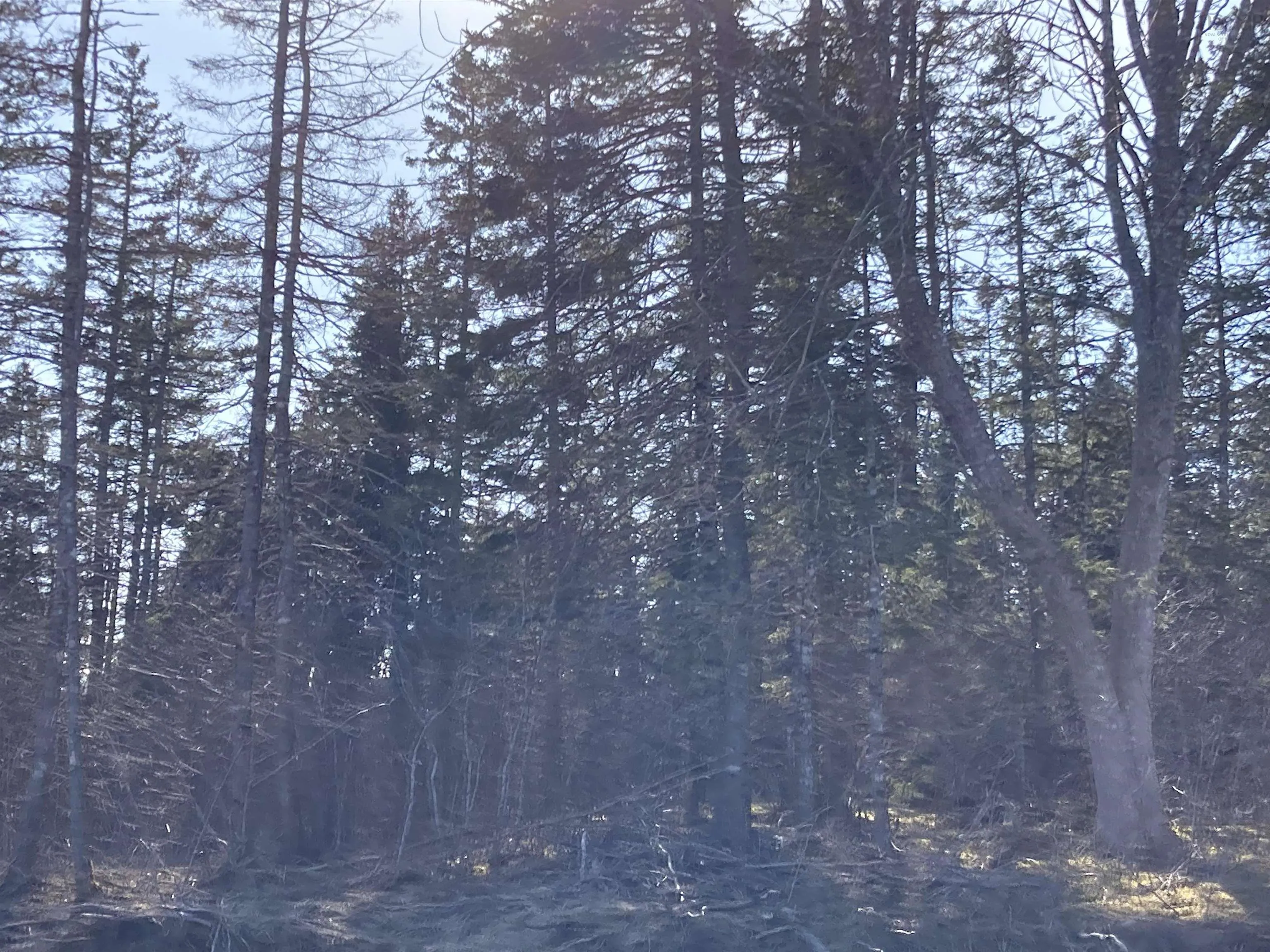 Lot 21-9 Mary Cecelia Ridge, Antigonish County Ns B0h 1p0, ,Land,For Sale,Mary Cecelia Ridge,202509474