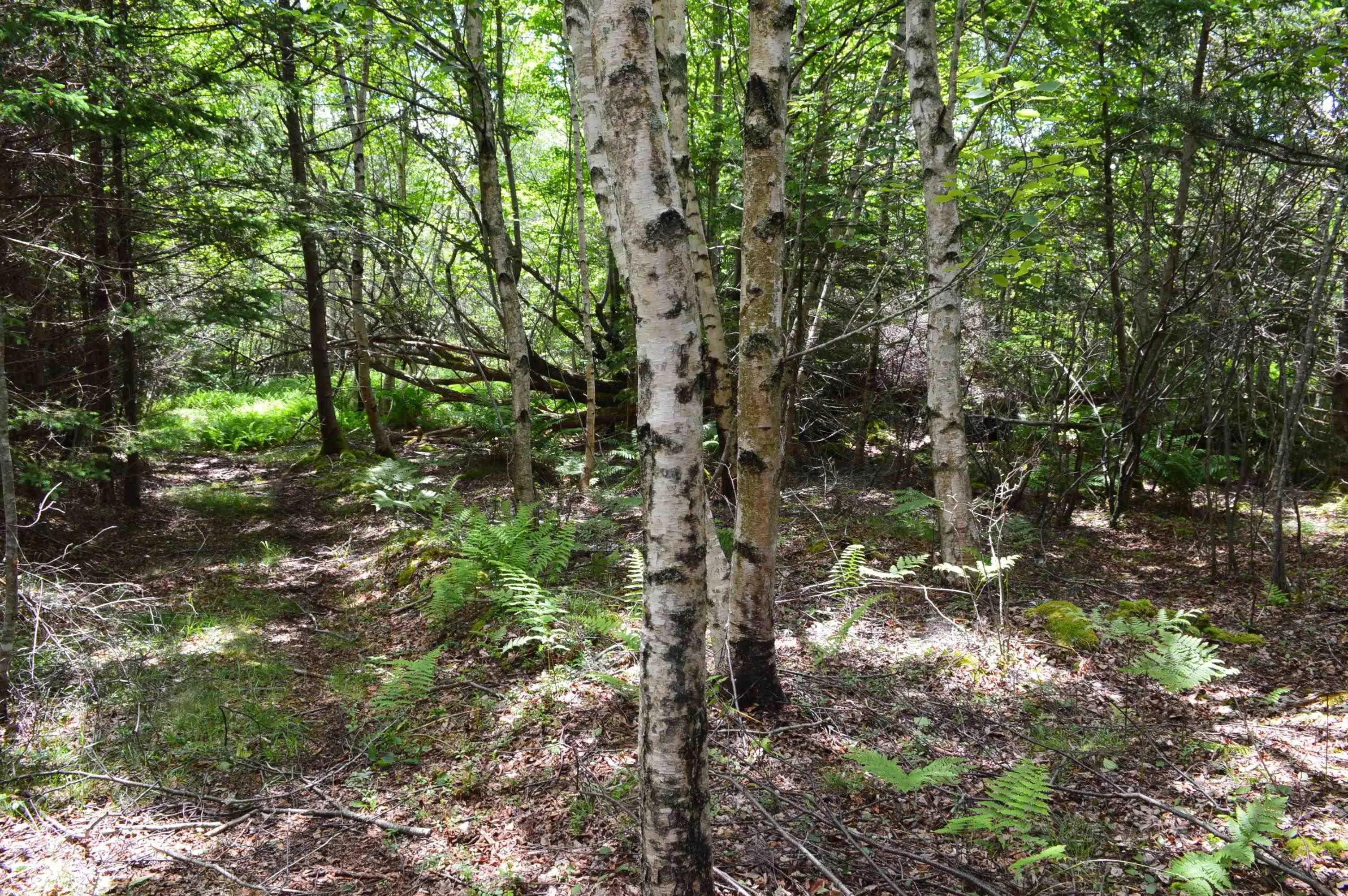 Portion Of 60169216 Blue Rocks Road Lot 2, Garden Lots, NS B0J 2C0, ,Land,For Sale,Pid60169216 Blue Rocks,202511256