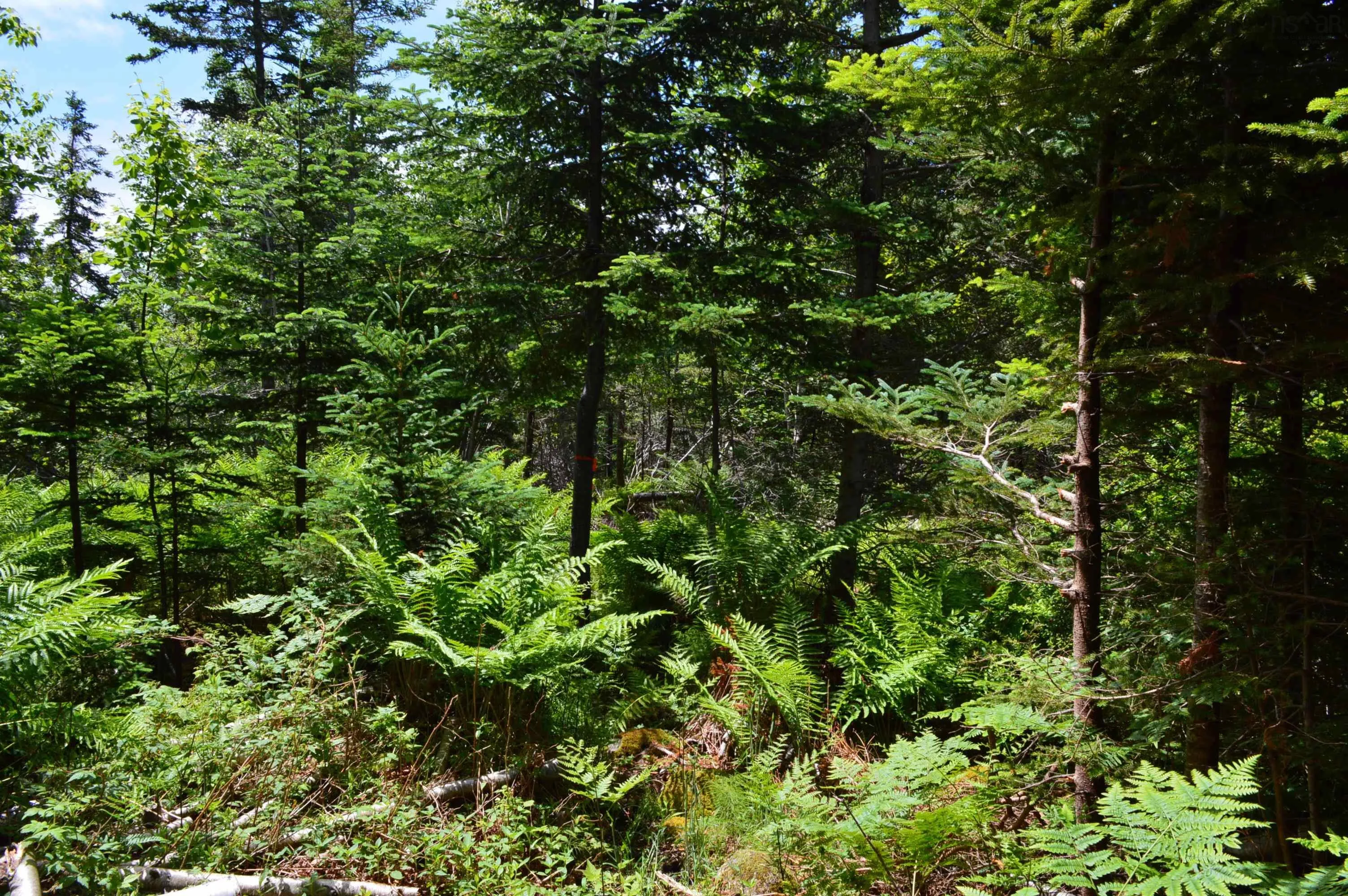 Portion Of 60169216 Blue Rocks Road Lot 2, Garden Lots, NS B0J 2C0, ,Land,For Sale,Pid60169216 Blue Rocks,202511256