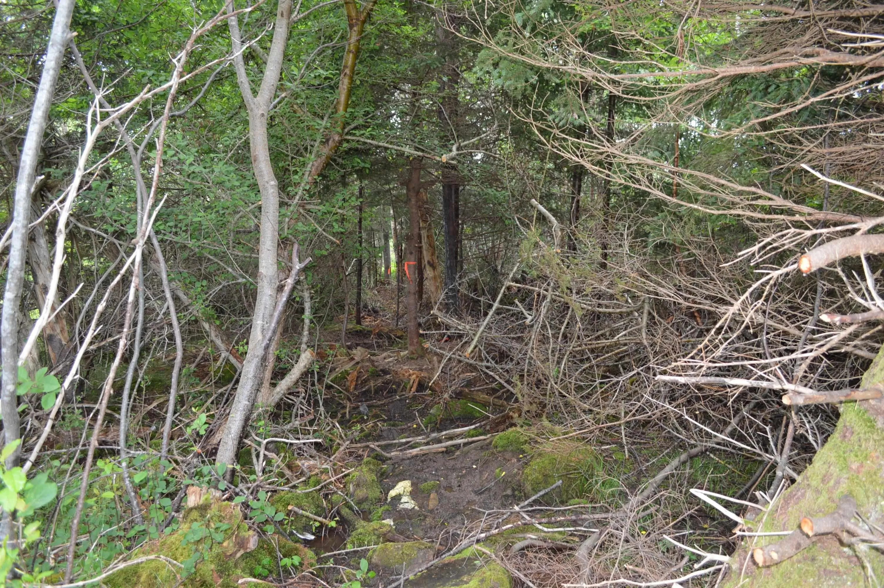 Portion Of 60169216 Blue Rocks Road Lot 2, Garden Lots, NS B0J 2C0, ,Land,For Sale,Pid60169216 Blue Rocks,202511256