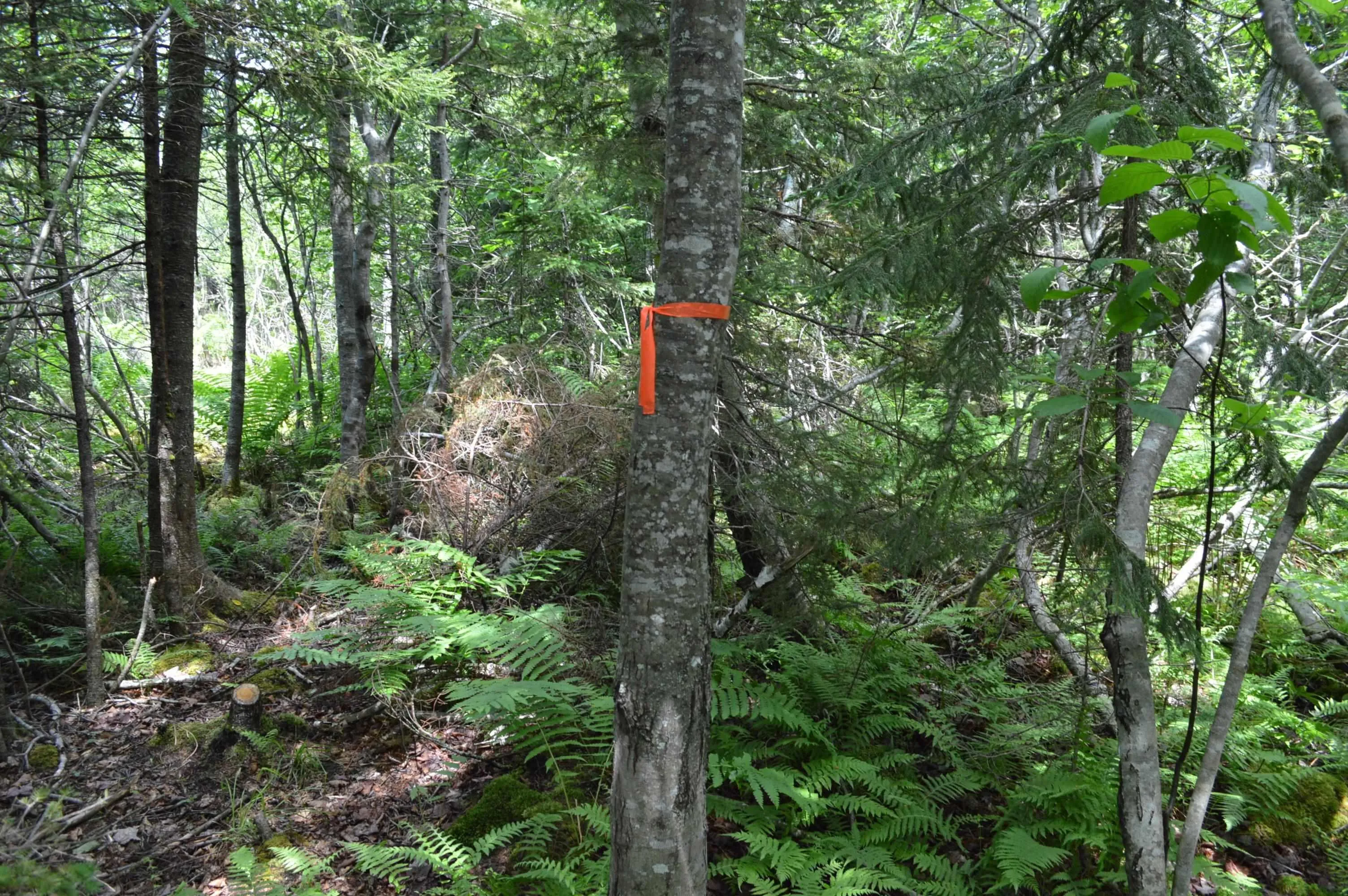 Portion Of 60169216 Blue Rocks Road Lot 2, Garden Lots, NS B0J 2C0, ,Land,For Sale,Pid60169216 Blue Rocks,202511256