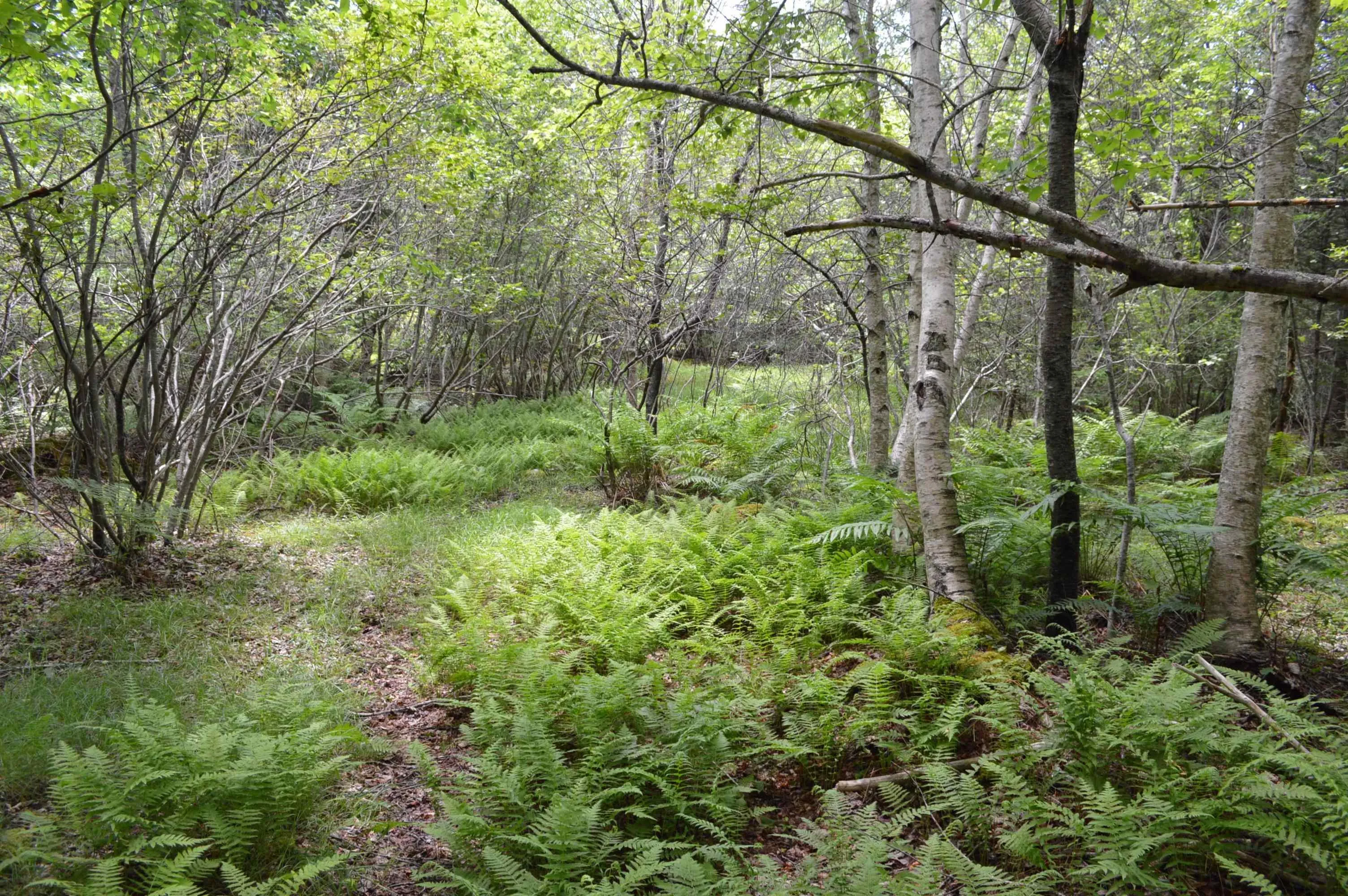 Portion Of 60169216 Blue Rocks Road Lot 2, Garden Lots, NS B0J 2C0, ,Land,For Sale,Pid60169216 Blue Rocks,202511256