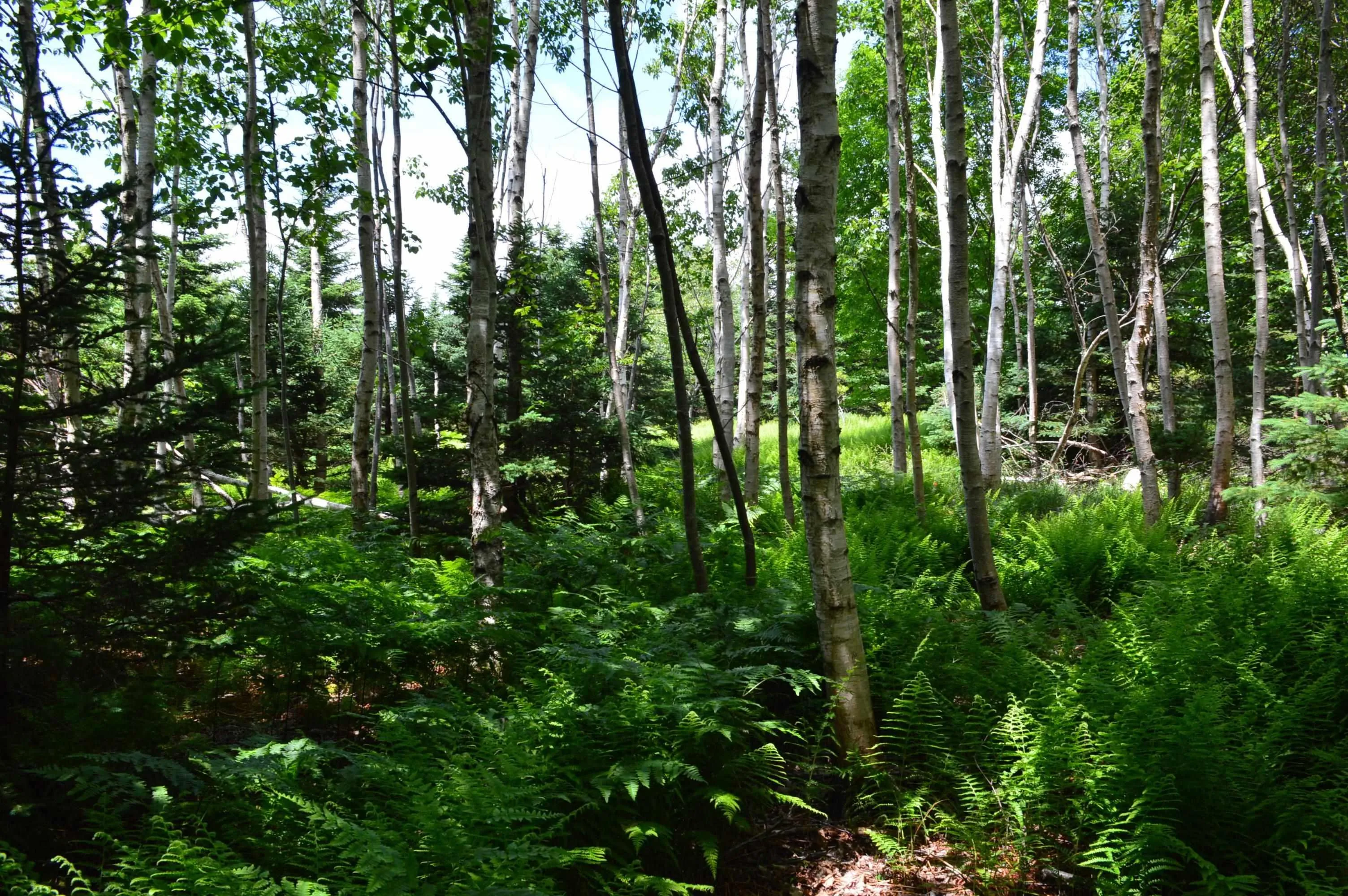 Portion Of 60169216 Blue Rocks Road Lot 2, Garden Lots, NS B0J 2C0, ,Land,For Sale,Pid60169216 Blue Rocks,202511256