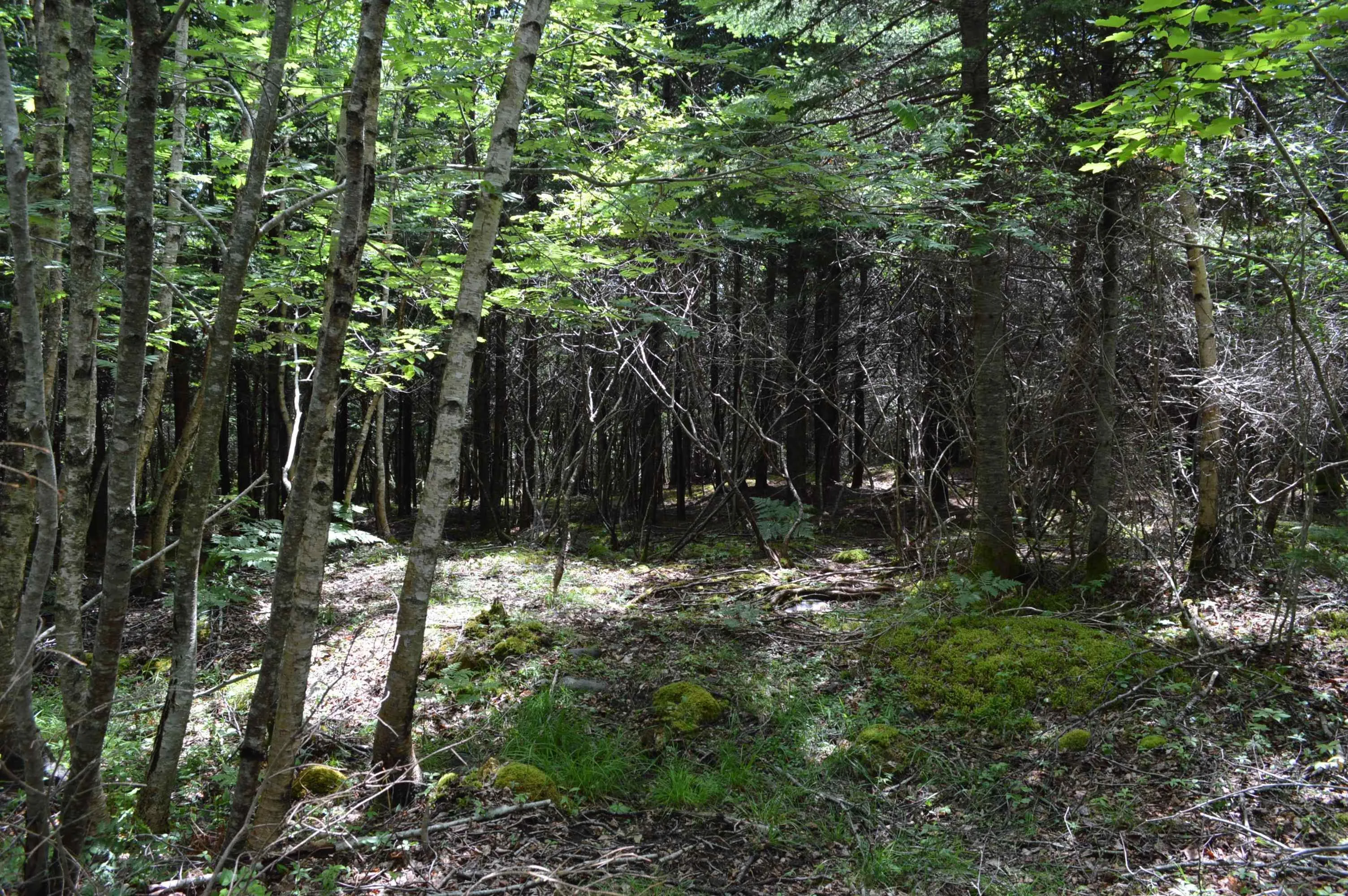 Portion Of 60169216 Blue Rocks Road Lot 2, Garden Lots, NS B0J 2C0, ,Land,For Sale,Pid60169216 Blue Rocks,202511256