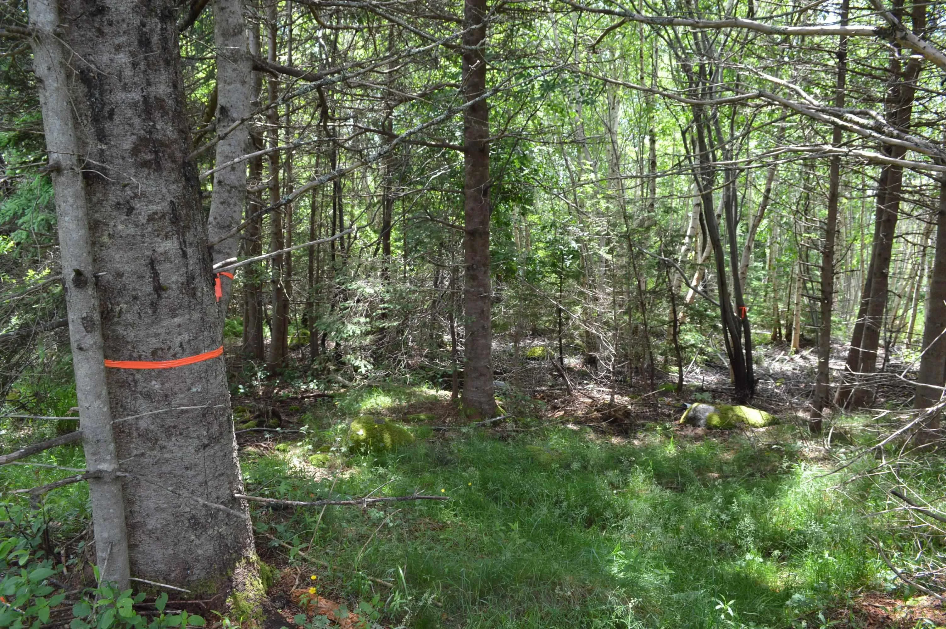 Portion Of 60169216 Blue Rocks Road Lot 2, Garden Lots, NS B0J 2C0, ,Land,For Sale,Pid60169216 Blue Rocks,202511256