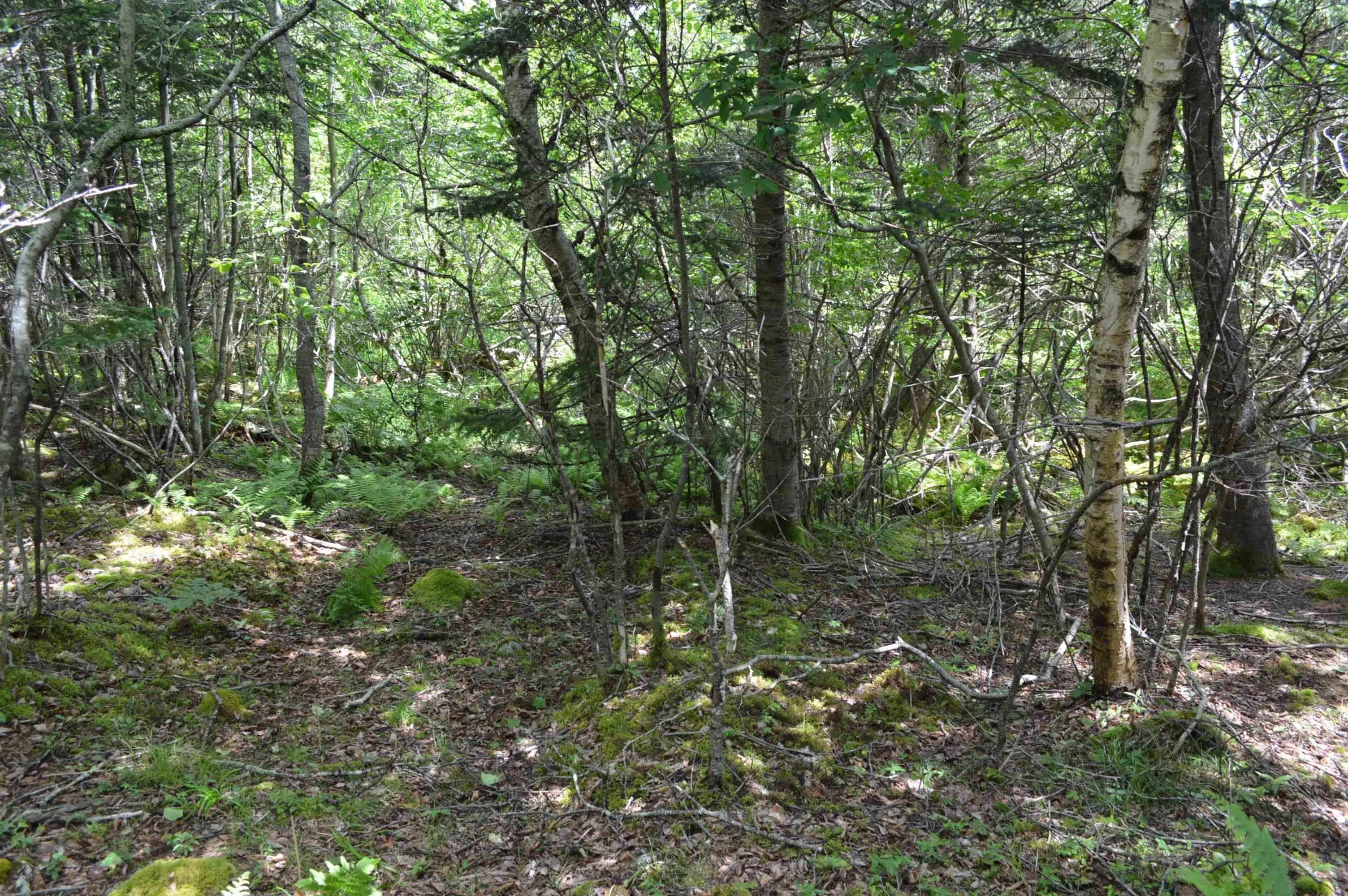 Portion Of 60169216 Blue Rocks Road Lot 2, Garden Lots, NS B0J 2C0, ,Land,For Sale,Pid60169216 Blue Rocks,202511256