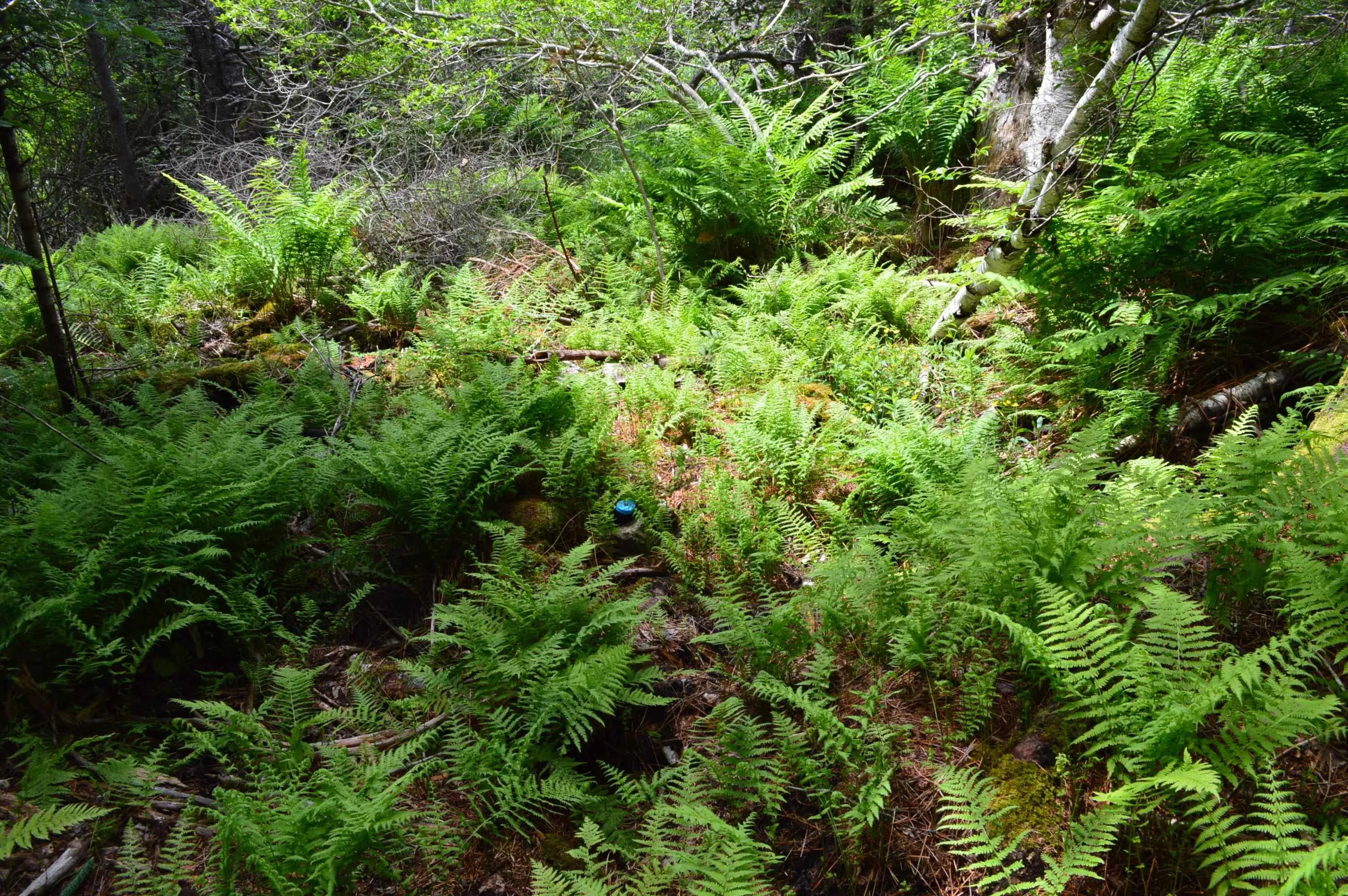 Portion Of 60169216 Blue Rocks Road Lot 2, Garden Lots, NS B0J 2C0, ,Land,For Sale,Pid60169216 Blue Rocks,202511256