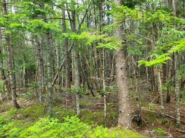 Port Malcolm Road, Grantville, NS B9A 1Z6, ,Land,For Sale,Port Malcolm,202525658