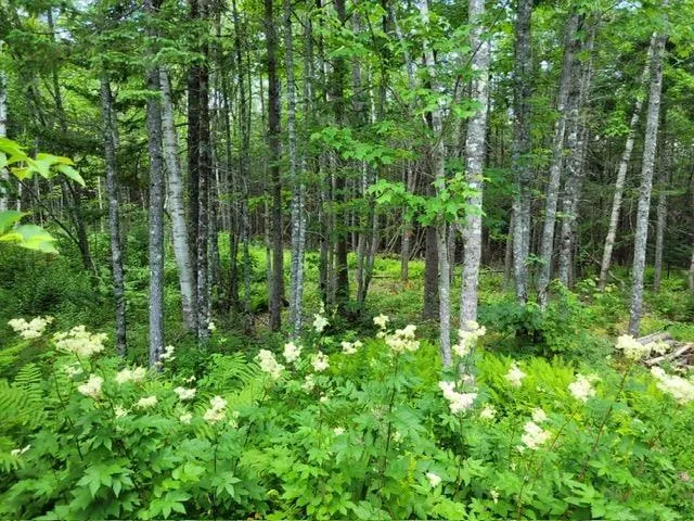 Port Malcolm Road, Grantville, NS B9A 1Z6, ,Land,For Sale,Port Malcolm,202525658
