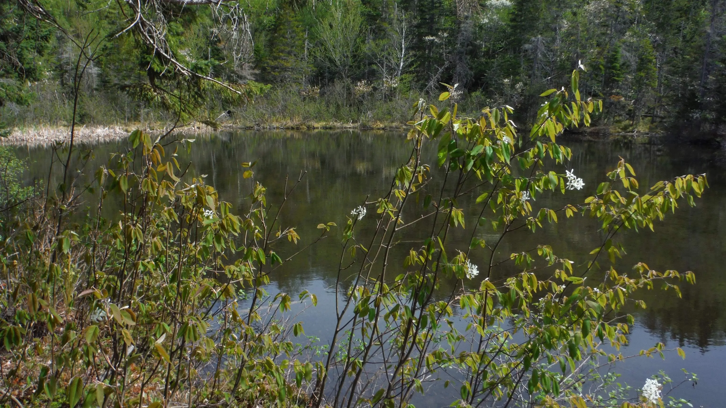 Chemin Du Lac Road, Grand Étang Ns B0e 1h0, ,Land,For Sale,Chemin Du Lac,202507796