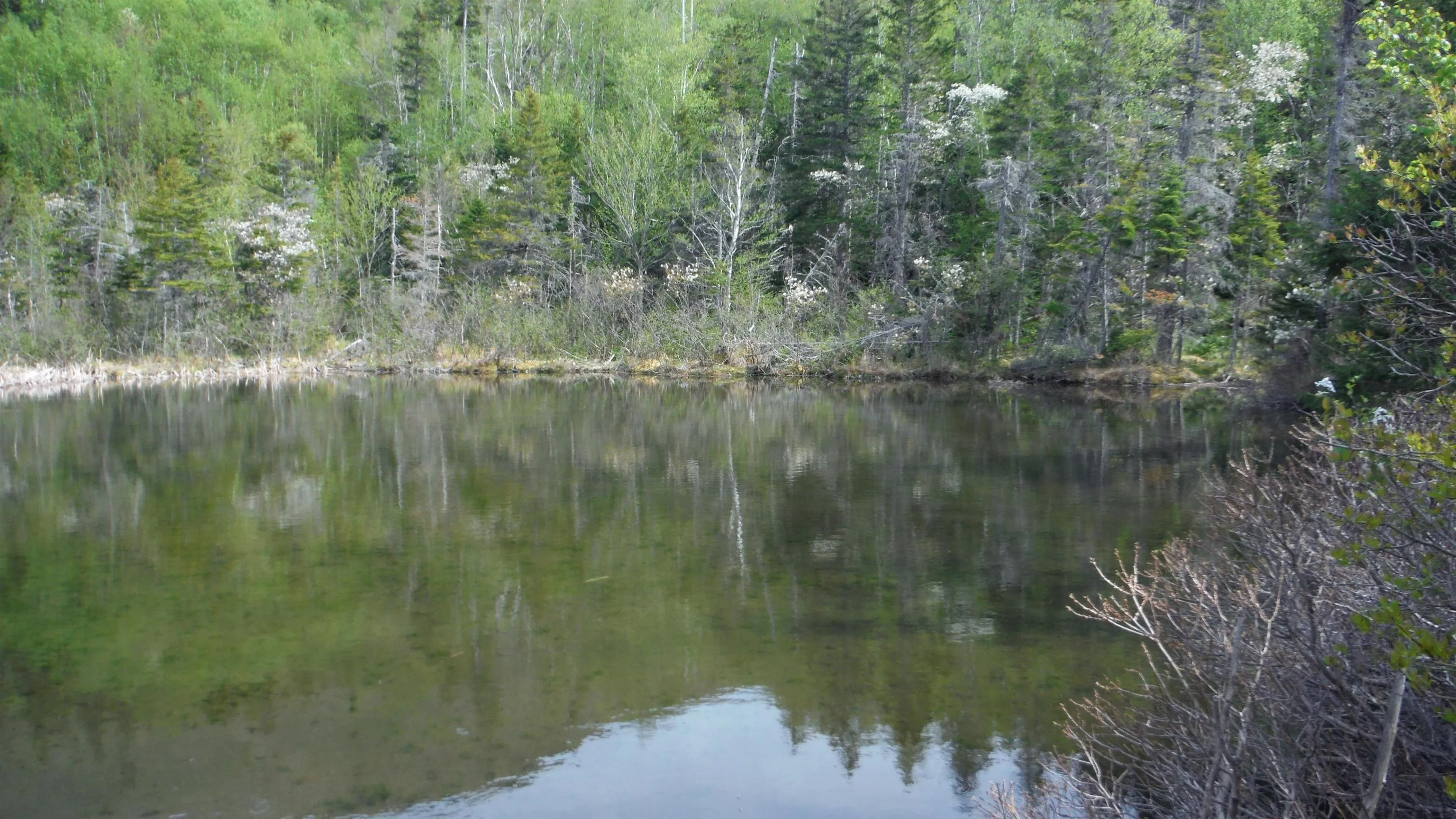 Chemin Du Lac Road, Grand Étang Ns B0e 1h0, ,Land,For Sale,Chemin Du Lac,202507796