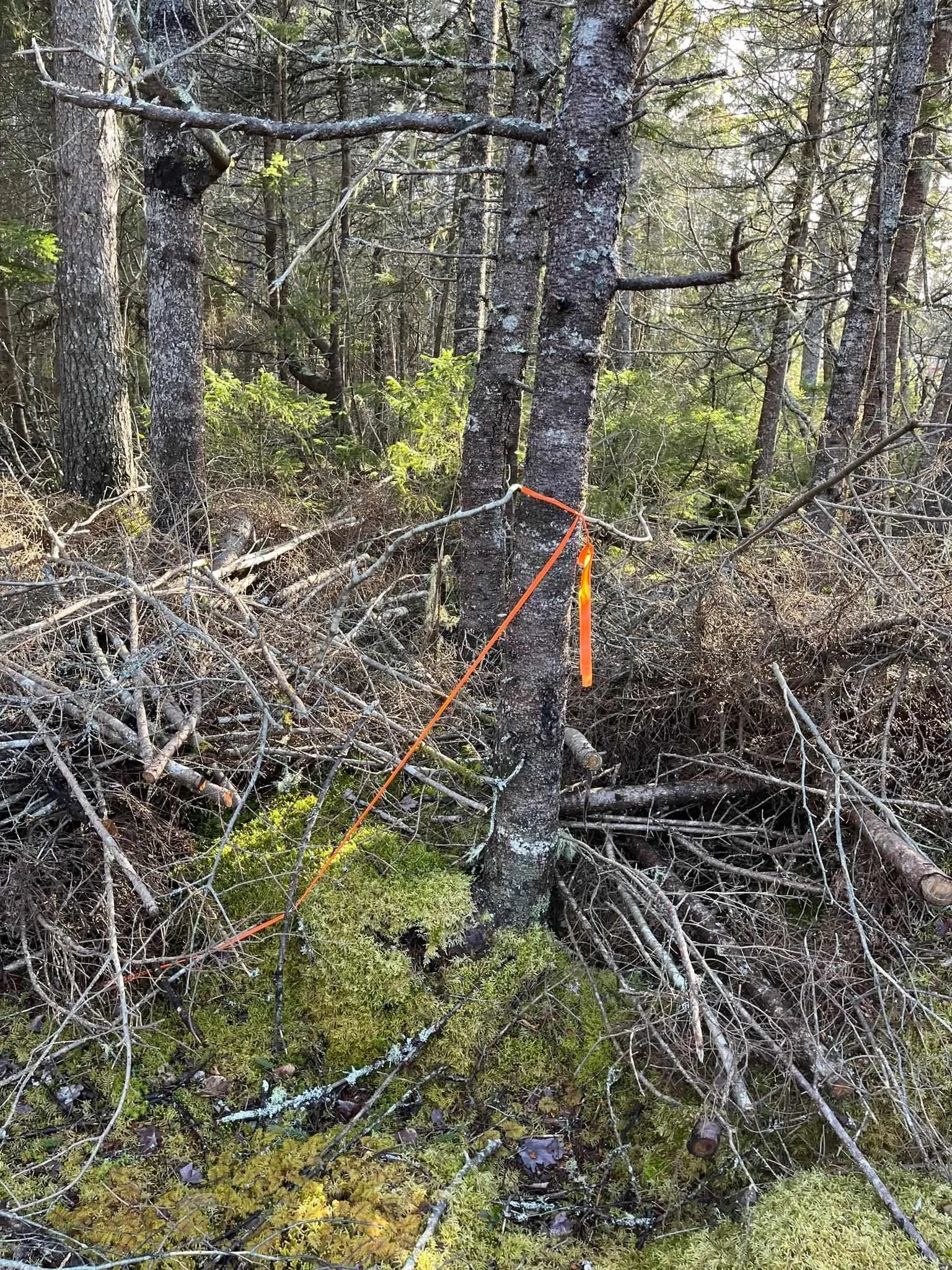 Lot Egypt Road, Pleasant Lake Ns B5a 1l8, ,Land,For Sale,Egypt,202403900