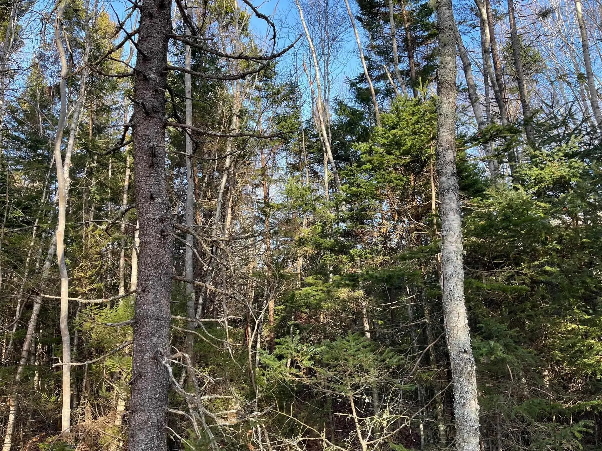 Lot Egypt Road, Pleasant Lake Ns B5a 1l8, ,Land,For Sale,Egypt,202403900