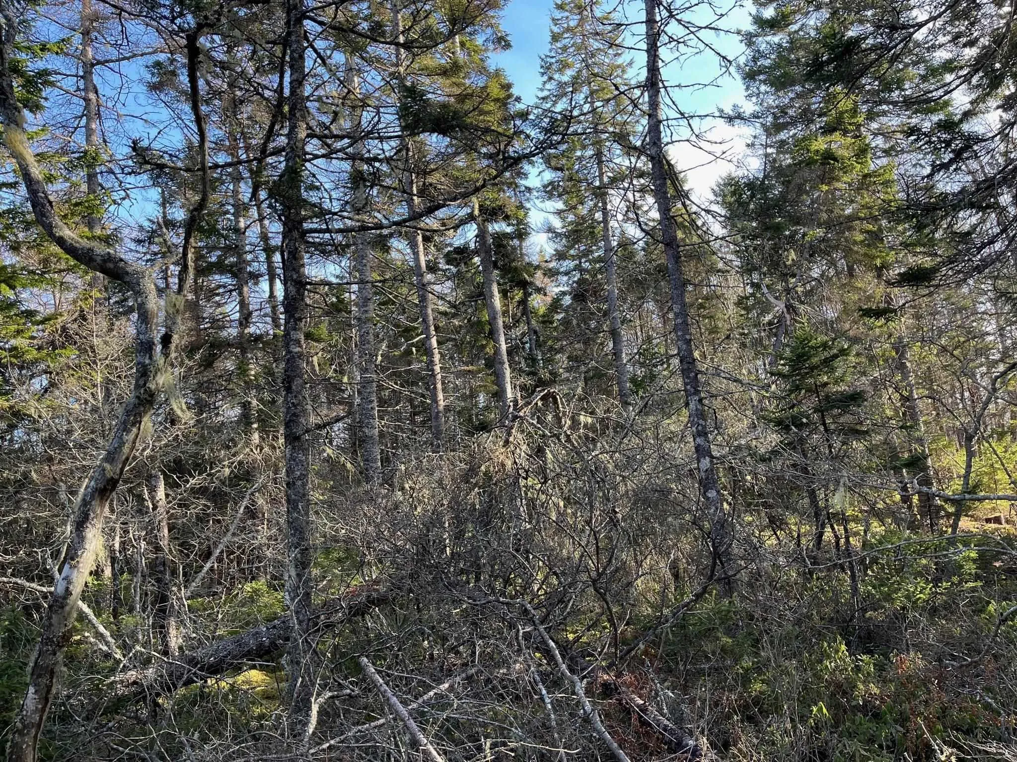 Lot Egypt Road, Pleasant Lake Ns B5a 1l8, ,Land,For Sale,Egypt,202403900