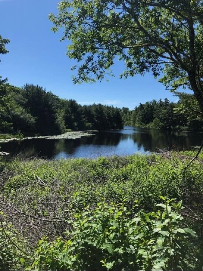 Pid 70151543 Highway 8, Caledonia, NS B0T 1B0, ,Land,For Sale,(Pid 70151543) Highway 8,202525496