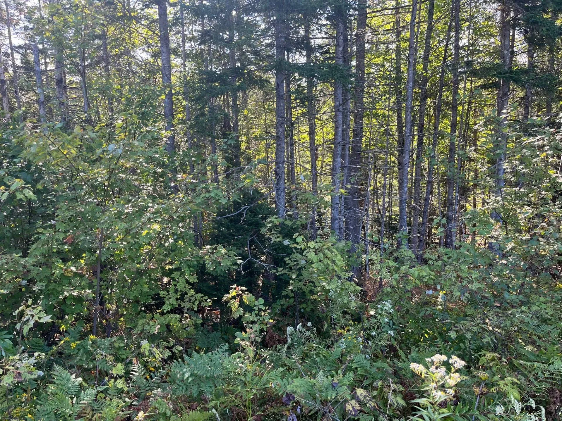 Highway 252, Stewartdale Ns B0e 3m0, ,Land,For Sale,Highway 252,202421694
