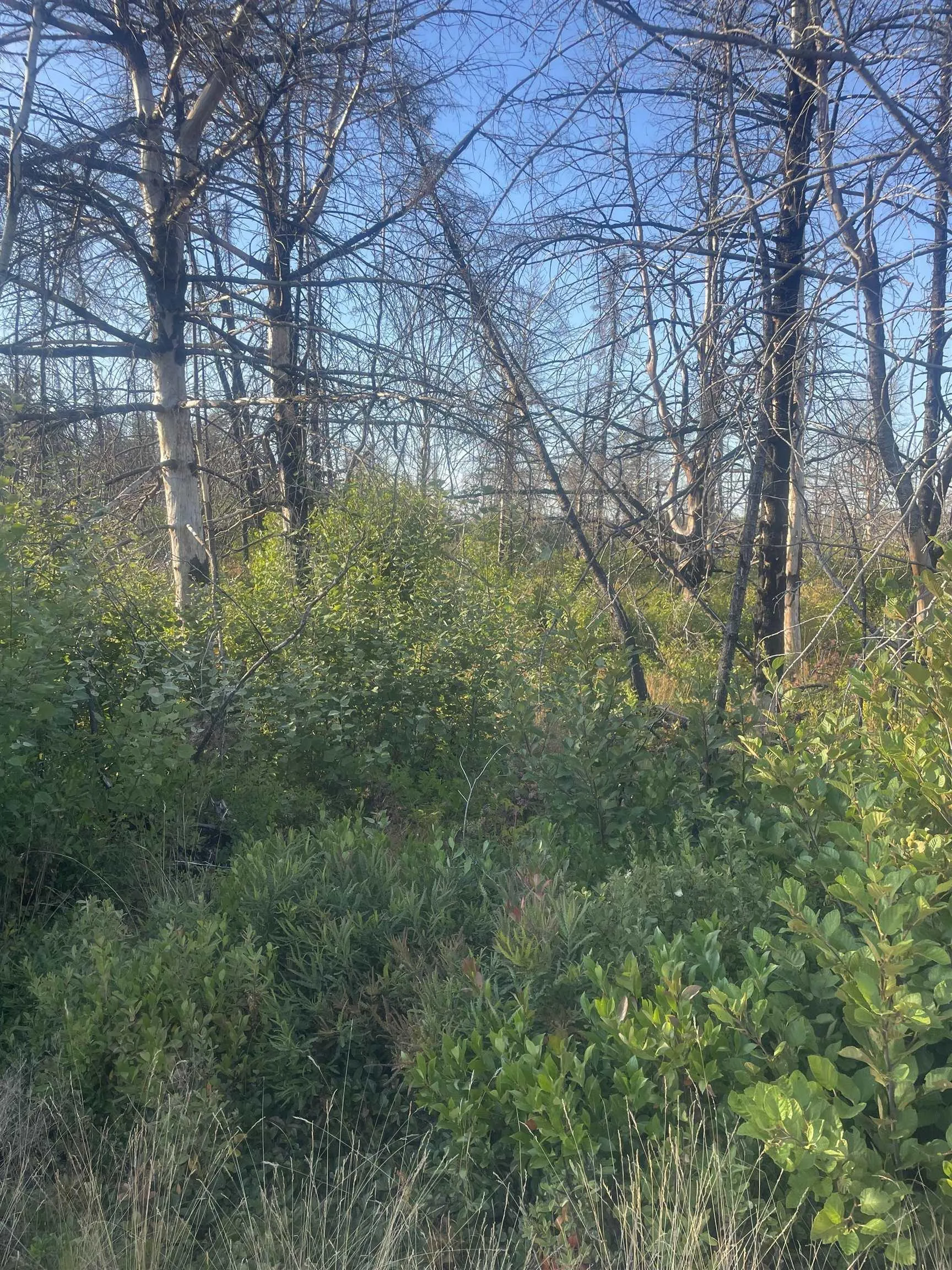 9252 103 Highway, Beaver Dam, NS B0T 1W0, ,Land,For Sale,103,202521455