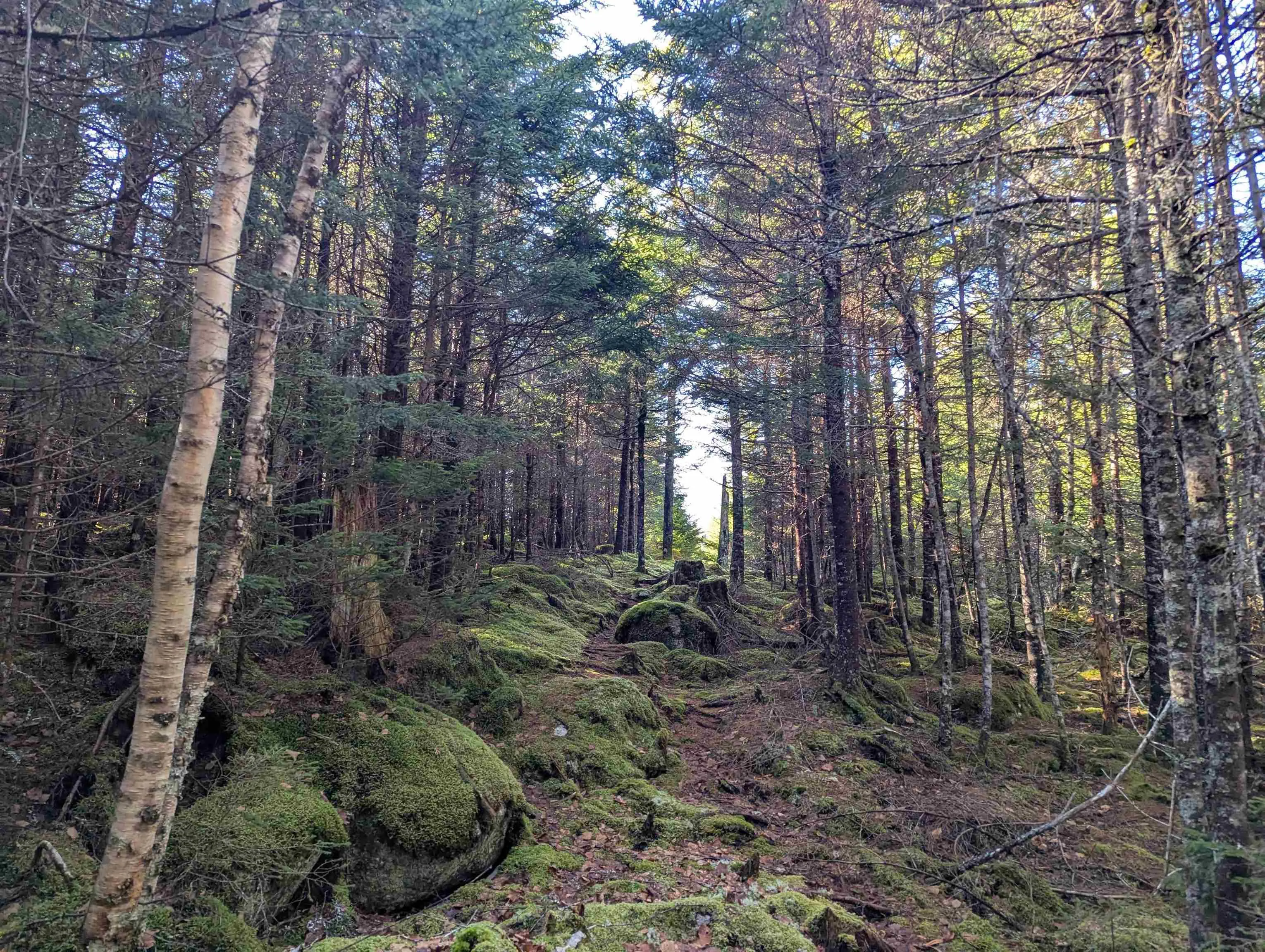 B-91 Old Halifax Road, Glen Haven, NS B3Z 2W8, ,Land,For Sale,Old Halifax,202512890