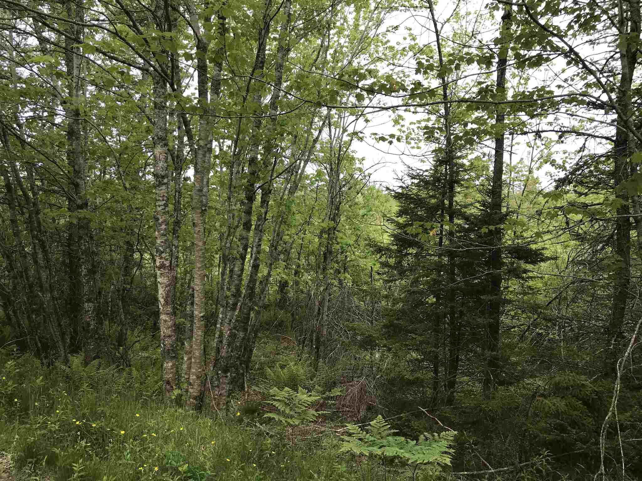 Highway 308 Highway, Belleville NS B0W 3M0, ,Land,For Sale,Highway 308,202114782