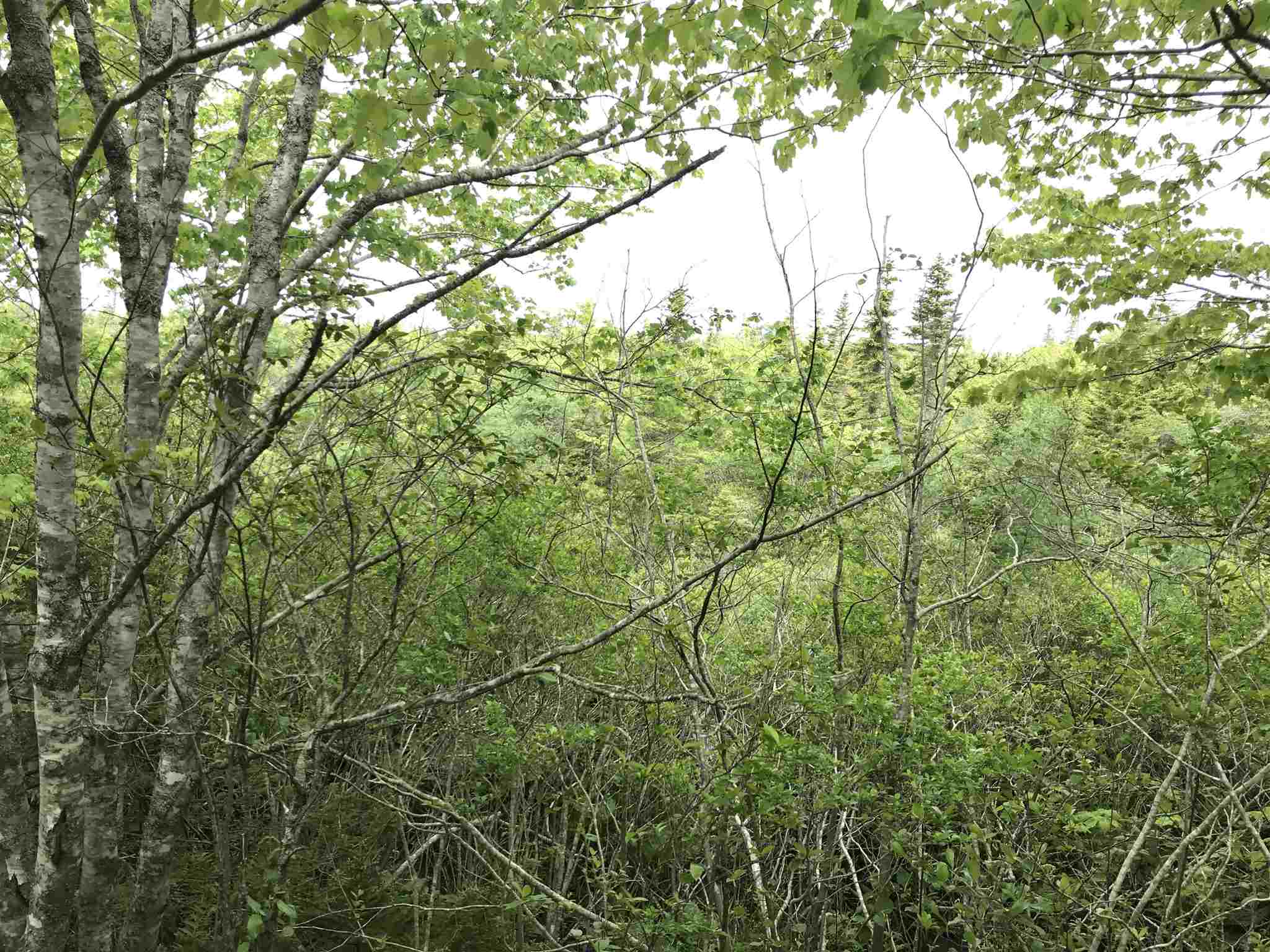 Highway 308 Highway, Belleville NS B0W 3M0, ,Land,For Sale,Highway 308,202114782
