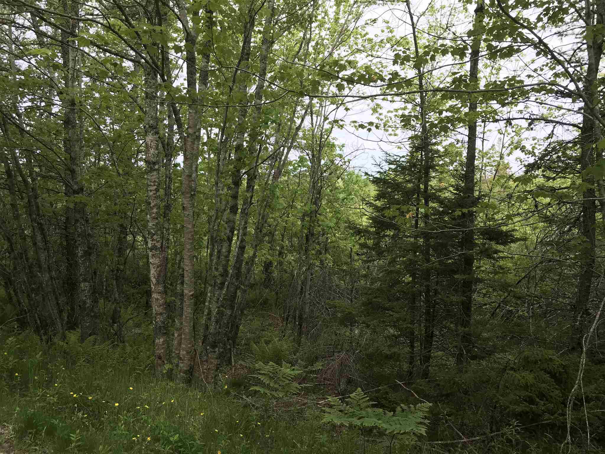 Highway 308 Highway, Belleville NS B0W 3M0, ,Land,For Sale,Highway 308,202114782