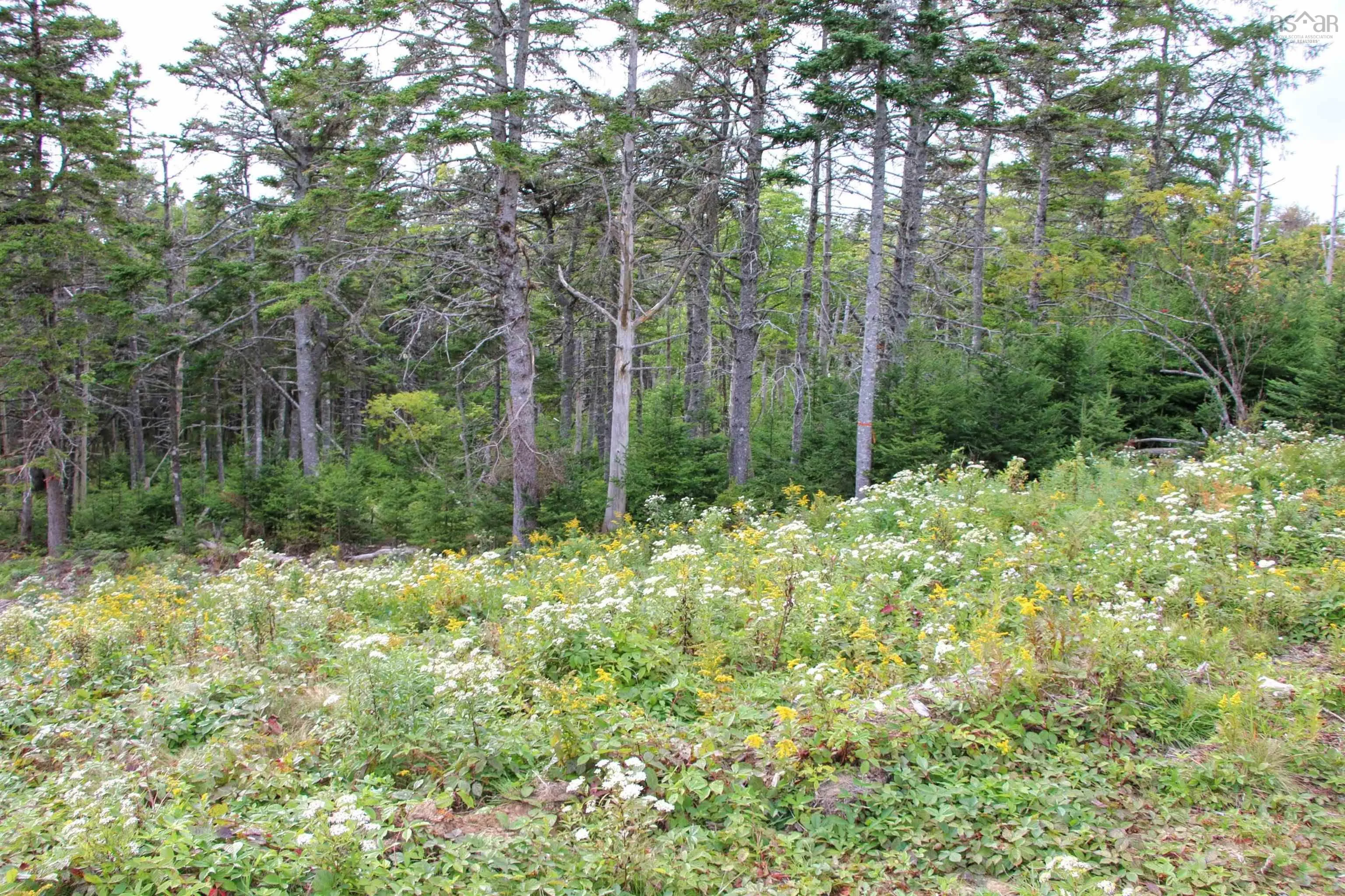 Highway 16, Hazel Hill, NS B0H 1H0, ,Land,For Sale,Highway 16,202413031