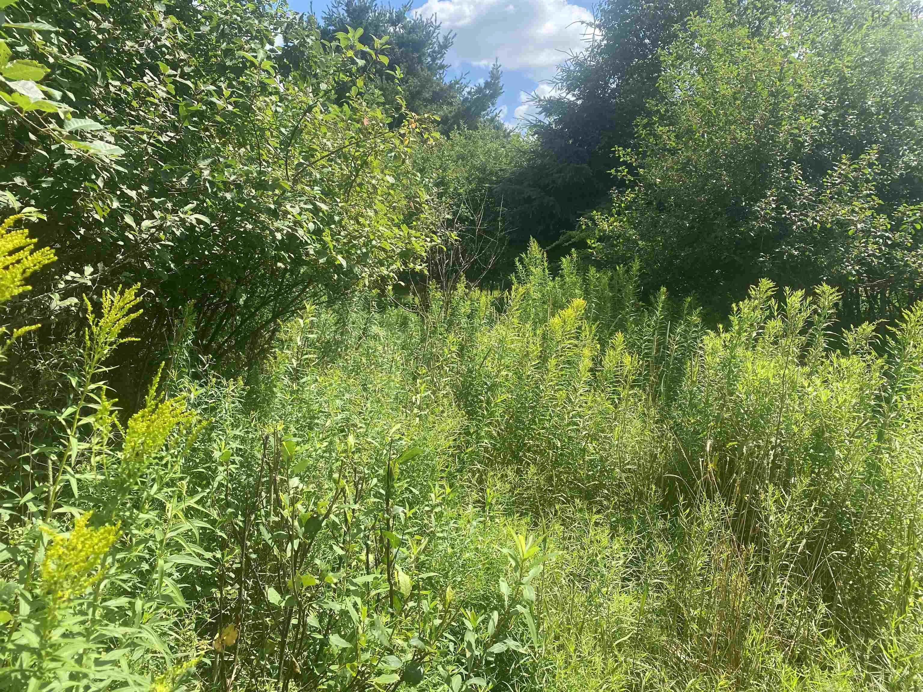 Old Court House Branch Road Lot 24, Murray Siding, NS B6L 3X4, ,Land,For Sale,Old Court House Branch,202518538