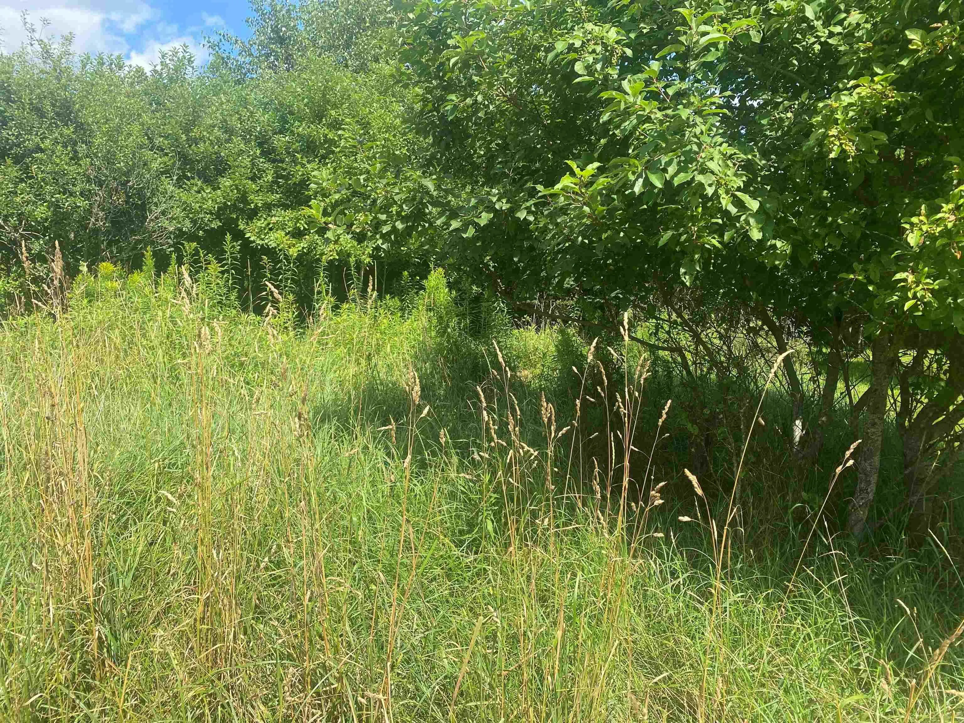 Old Court House Branch Road Lot 24, Murray Siding, NS B6L 3X4, ,Land,For Sale,Old Court House Branch,202518538