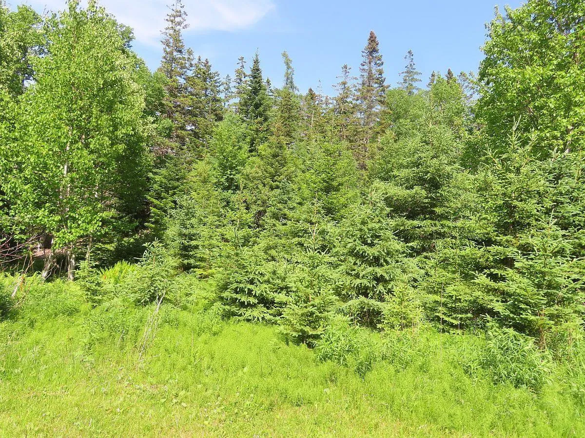 5-72 Naturer Dream P Boulevard, Roberta Ns B0e 3b0, ,Land,For Sale,Naturer Dream P,202307431