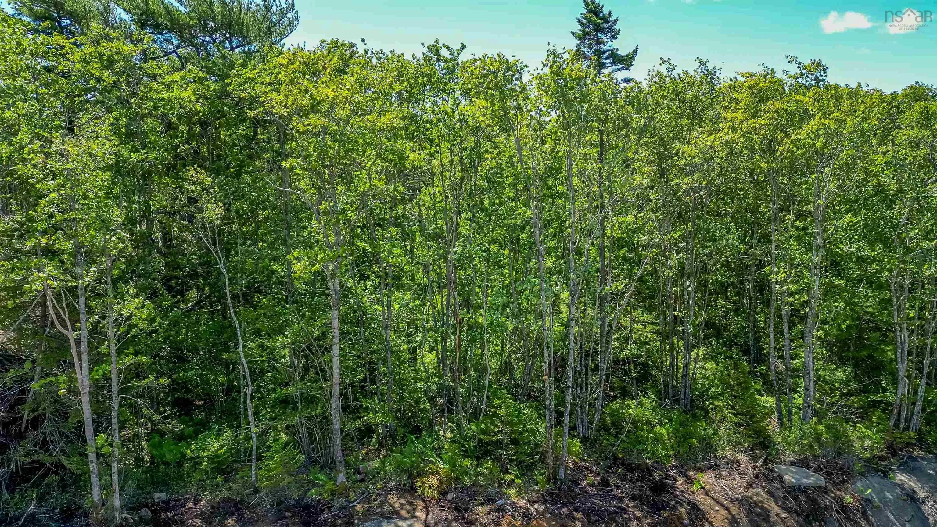 Morton Drive, Liverpool Ns B0t 1k0, ,Land,For Sale,Morton,202416080