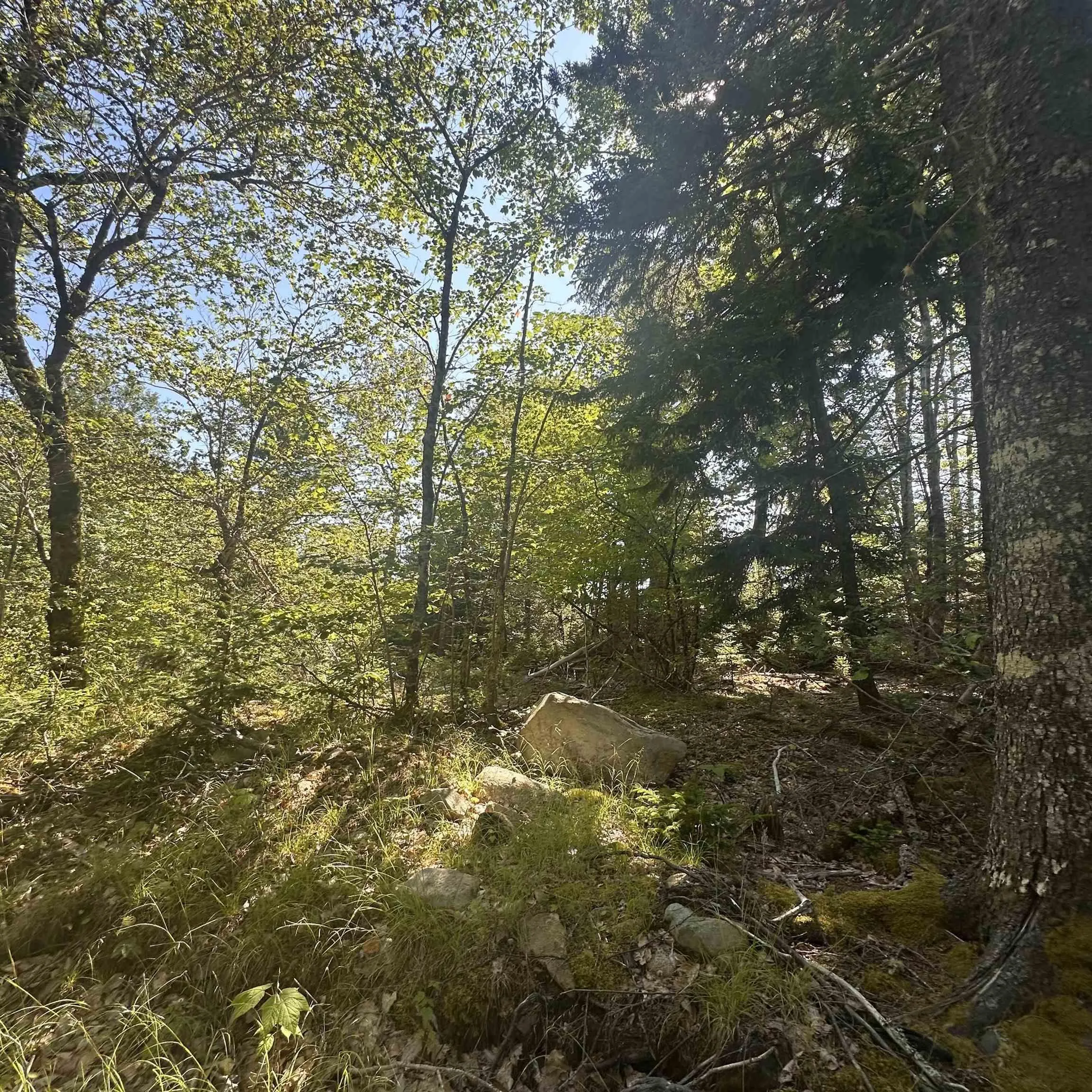 Pid 70241864 Wellington Road, Buckfield, NS B0T 1E0, ,Land,For Sale,Pid 70241864 Wellington,202517822