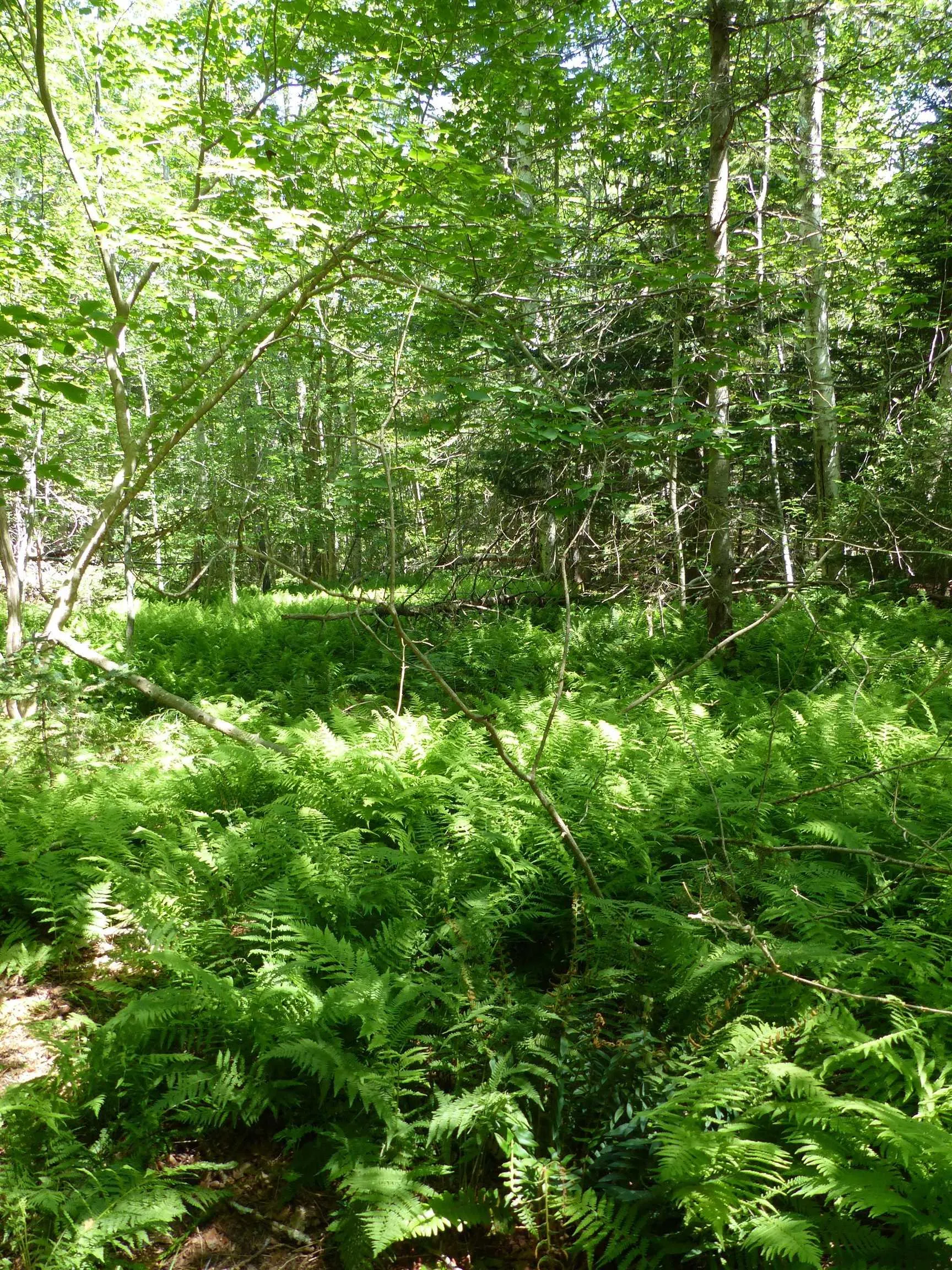 Highway 1 Lot 2, Clementsport, NS B0S 1E0, ,Land,For Sale,Highway 1,202519034