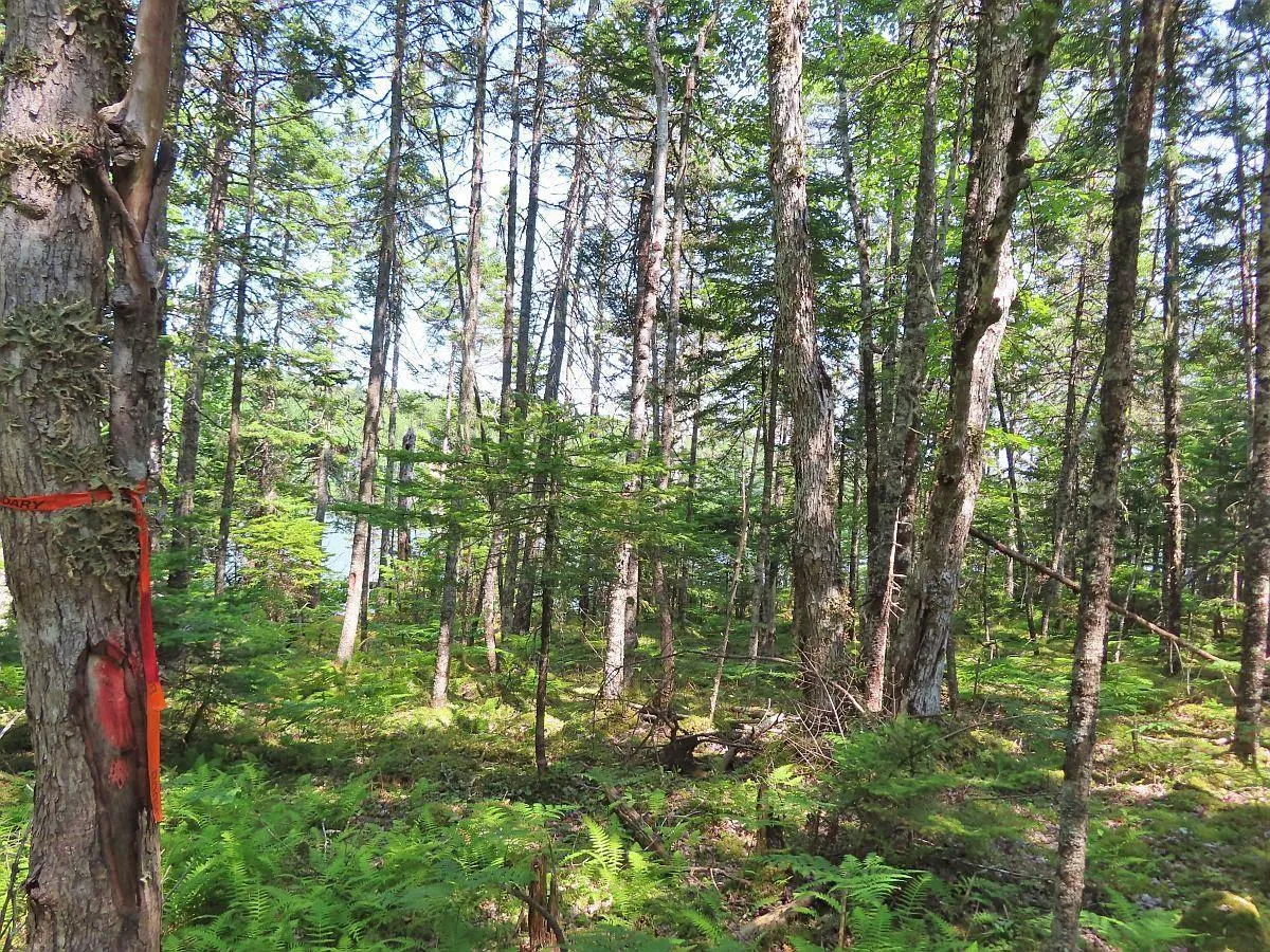 Lot 2 Lower River Road, Hureauville Ns B0e 1j0, ,Land,For Sale,Lower River,202423664