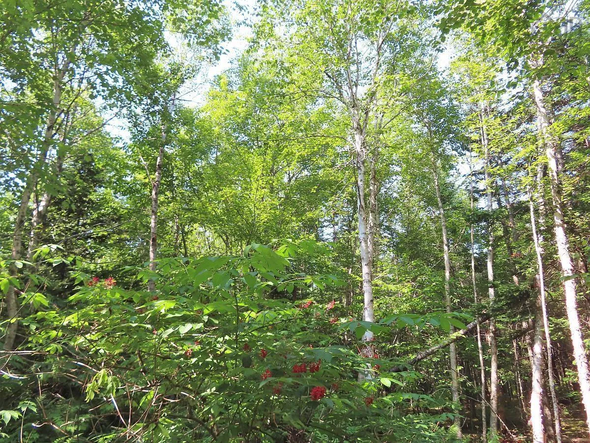 Lot 2 Lower River Road, Hureauville Ns B0e 1j0, ,Land,For Sale,Lower River,202423664