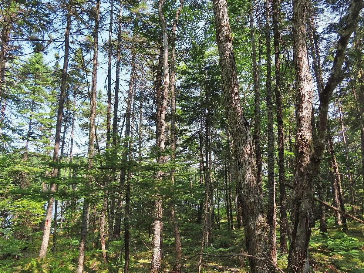 Lot 2 Lower River Road, Hureauville Ns B0e 1j0, ,Land,For Sale,Lower River,202423664