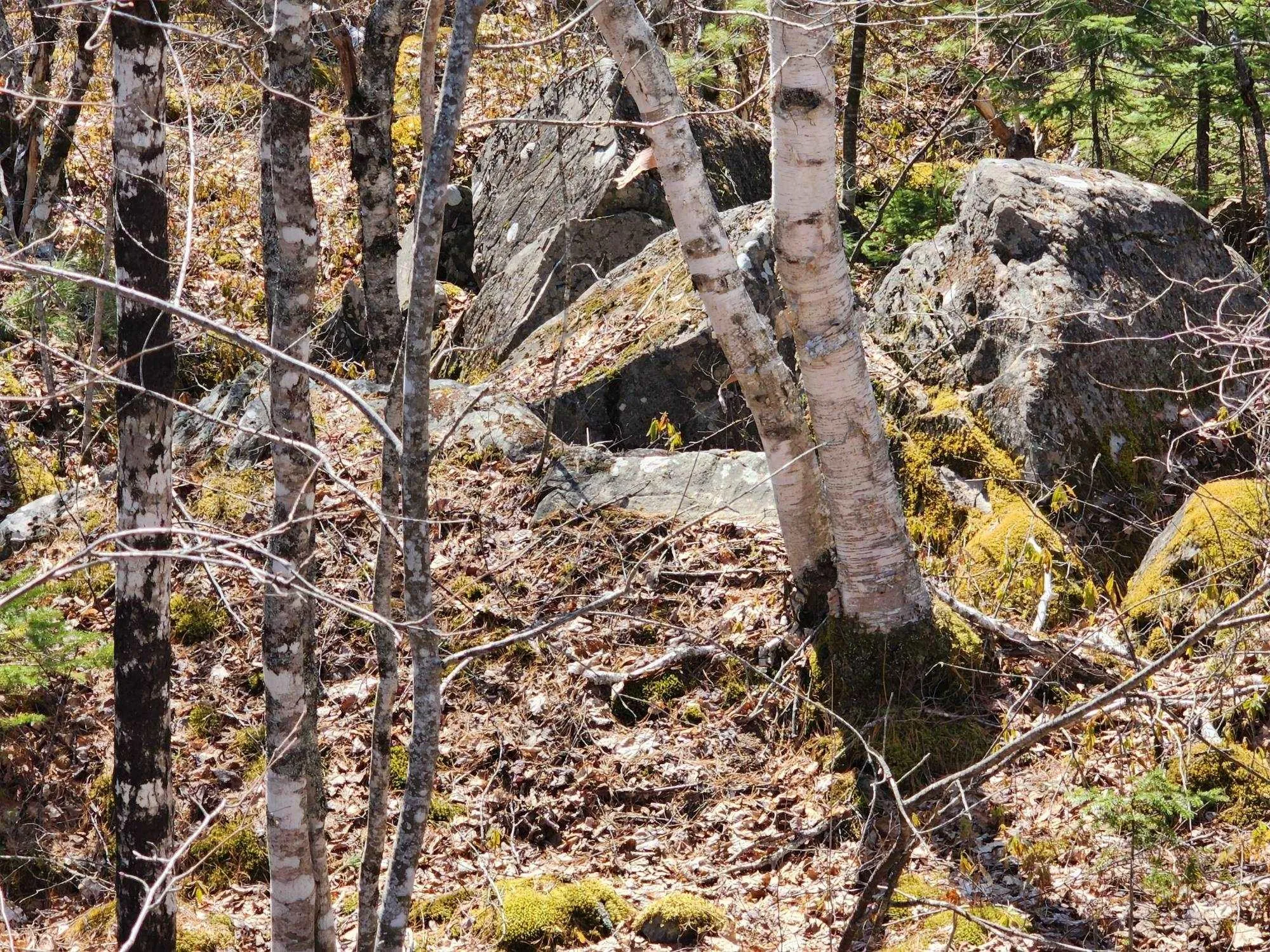 Medway Harbour Road Lot 15, Mill Village Ns B0j 2h0, ,Land,For Sale,Medway Harbour,202306483