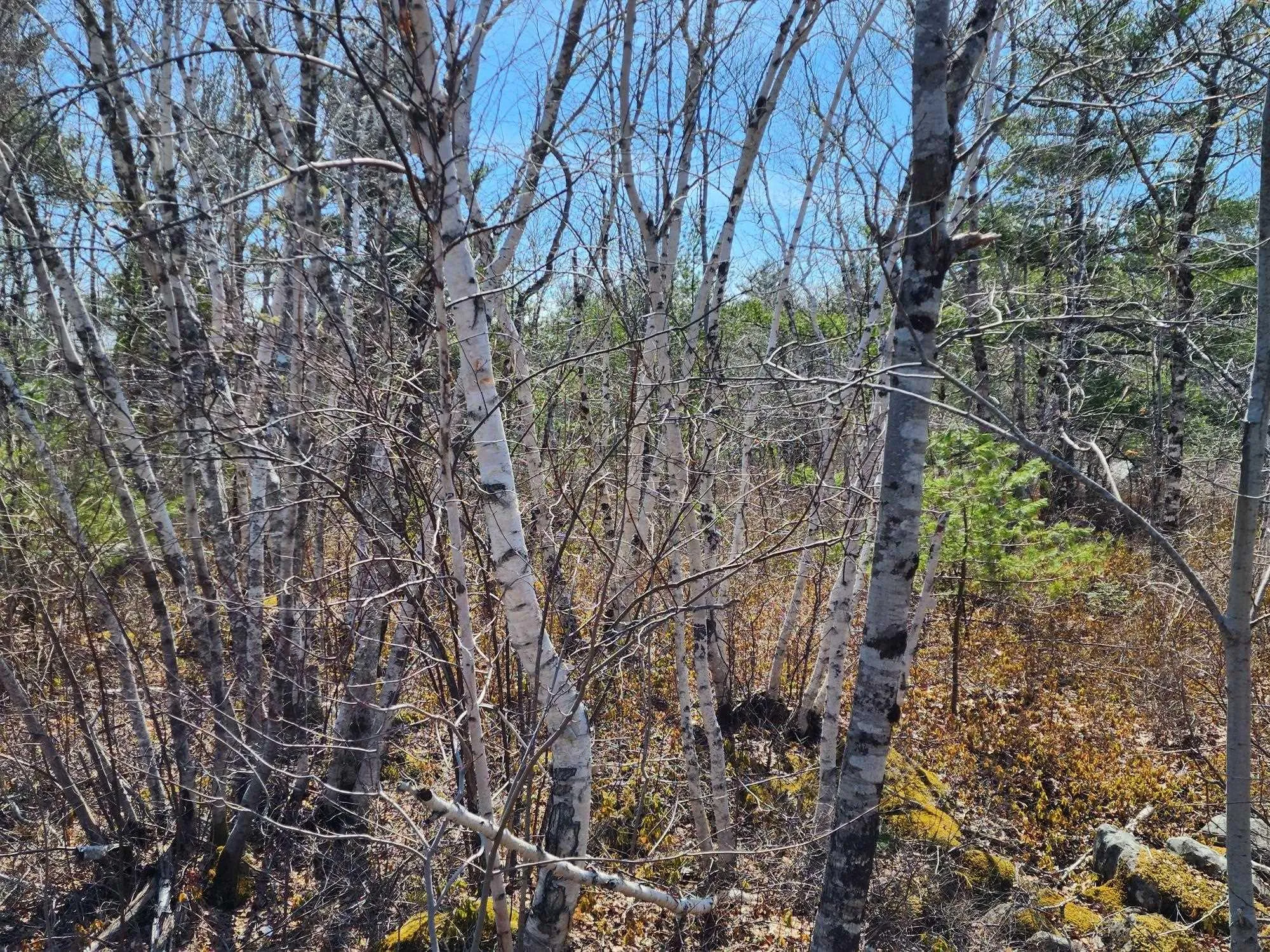 Medway Harbour Road Lot 15, Mill Village Ns B0j 2h0, ,Land,For Sale,Medway Harbour,202306483