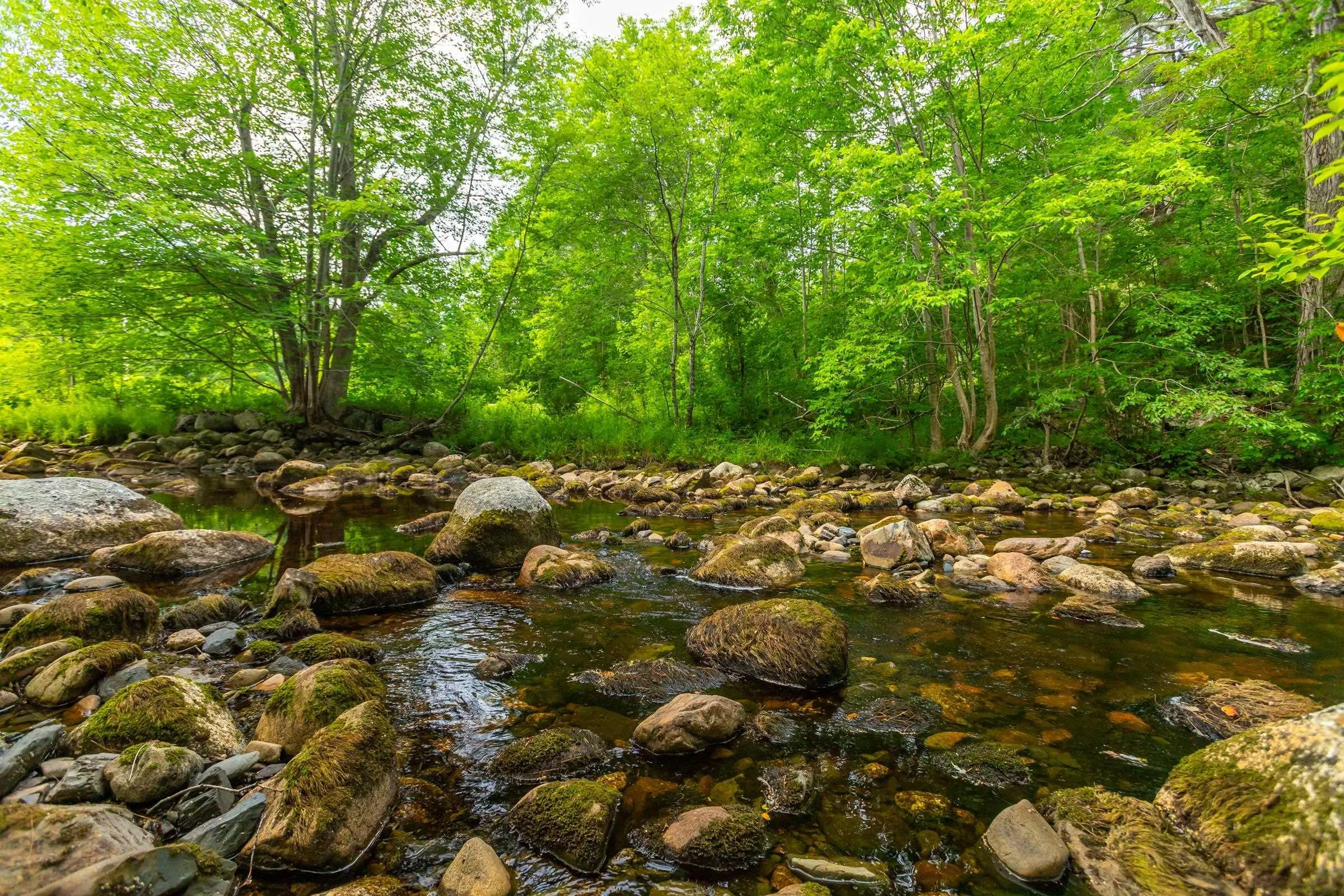 1438 River Road, Bear River, NS B0S 1B0, ,Land,For Sale,River,202519049