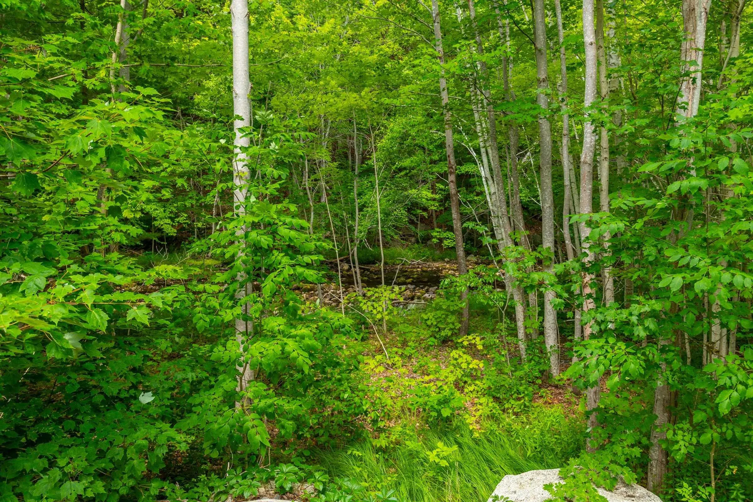 1438 River Road, Bear River, NS B0S 1B0, ,Land,For Sale,River,202519049