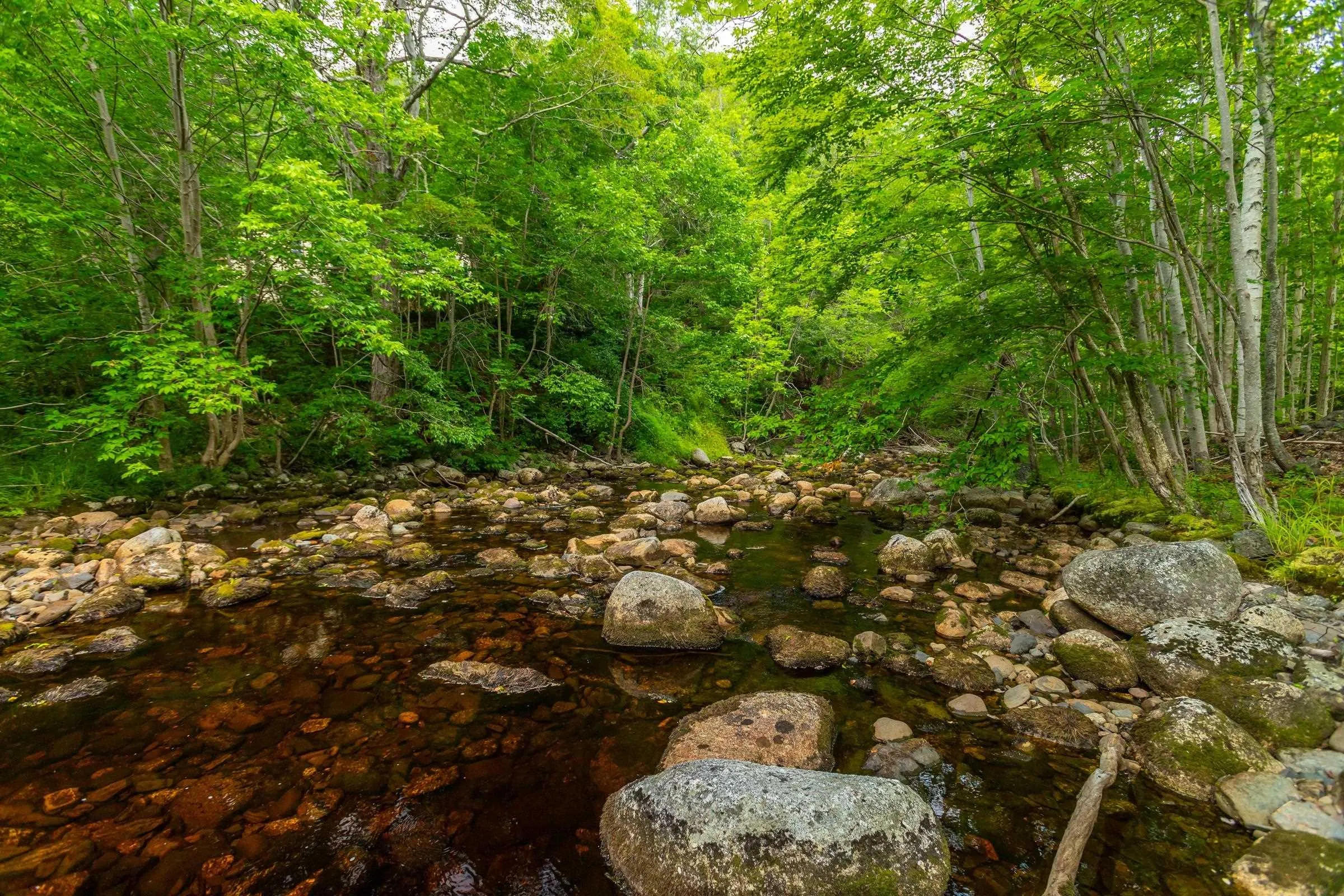 1438 River Road, Bear River, NS B0S 1B0, ,Land,For Sale,River,202519049