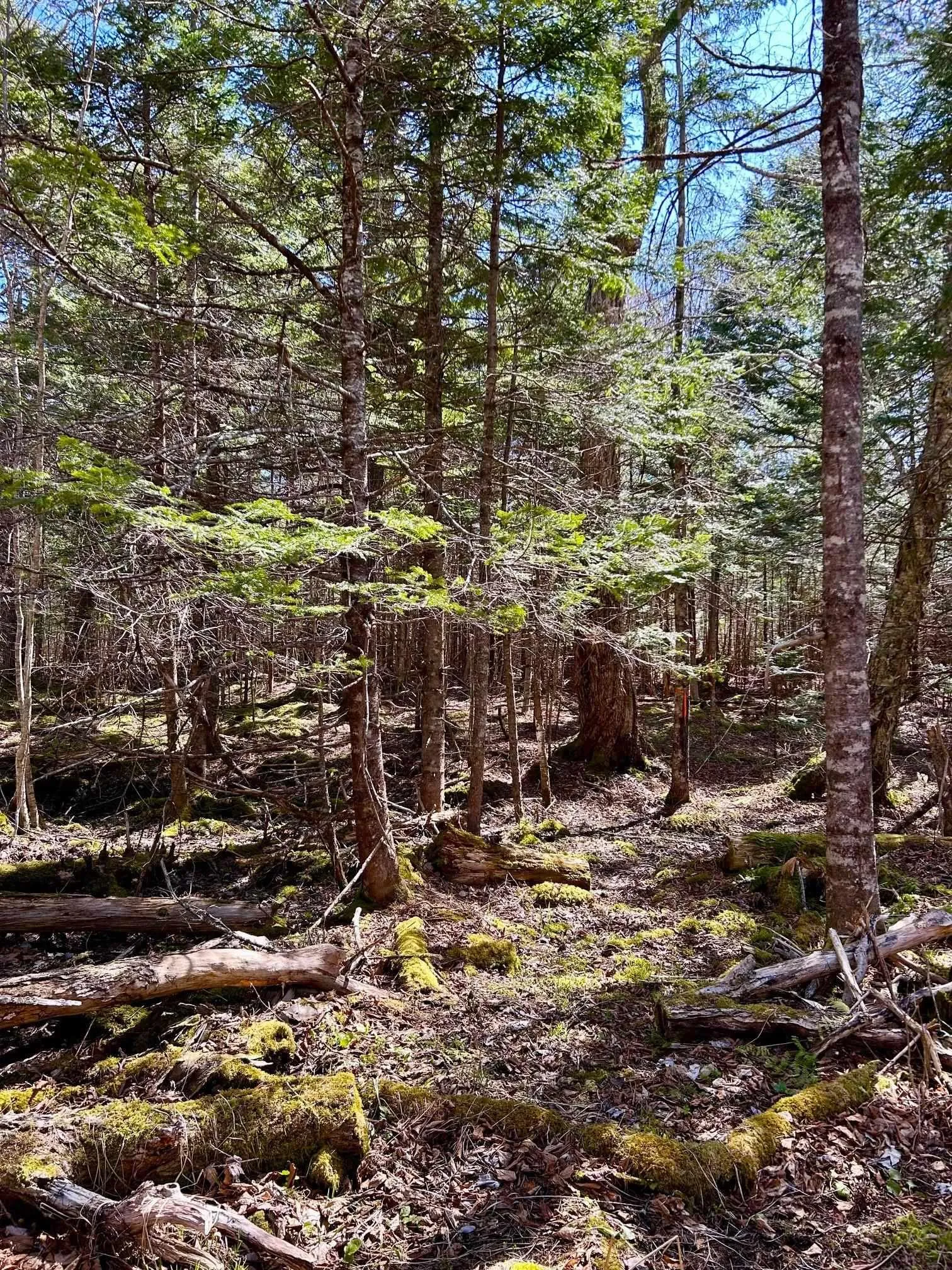 Lot 1c Marble Mountain Road, Malagawatch, NS B0E 2Y0, ,Land,For Sale,Marble Mountain,202511124