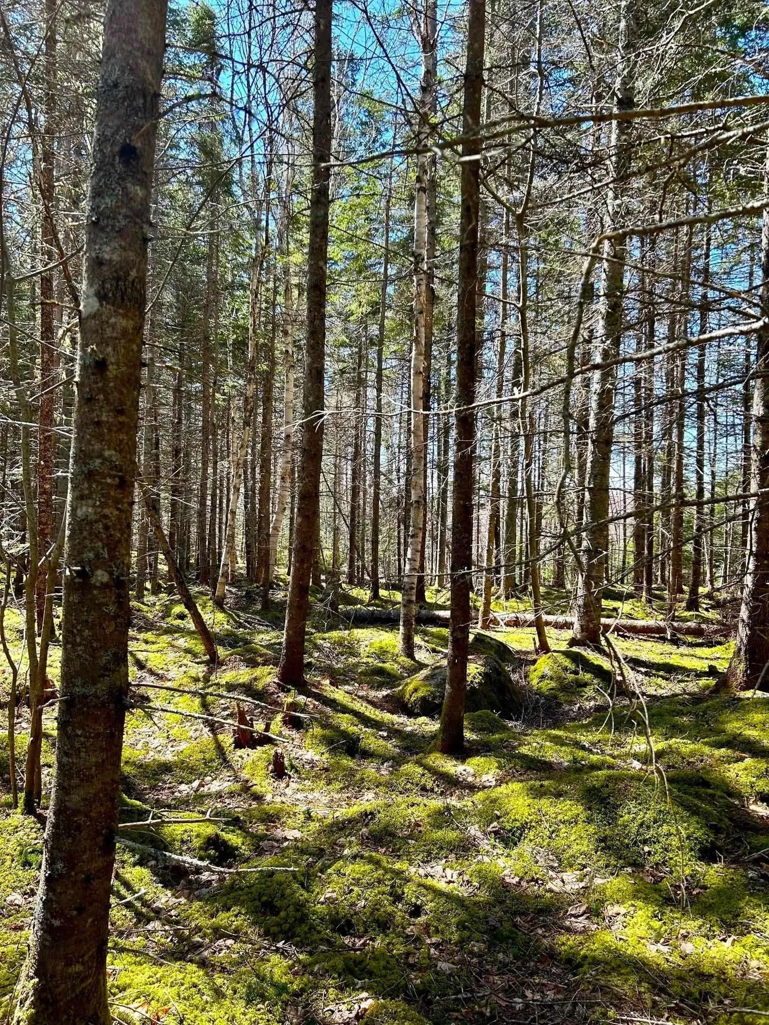 Lot 1c Marble Mountain Road, Malagawatch, NS B0E 2Y0, ,Land,For Sale,Marble Mountain,202511124