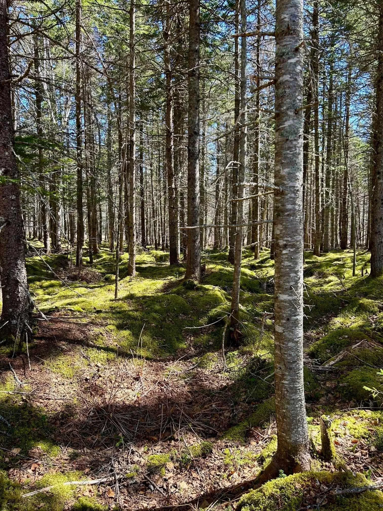 Lot 1c Marble Mountain Road, Malagawatch, NS B0E 2Y0, ,Land,For Sale,Marble Mountain,202511124