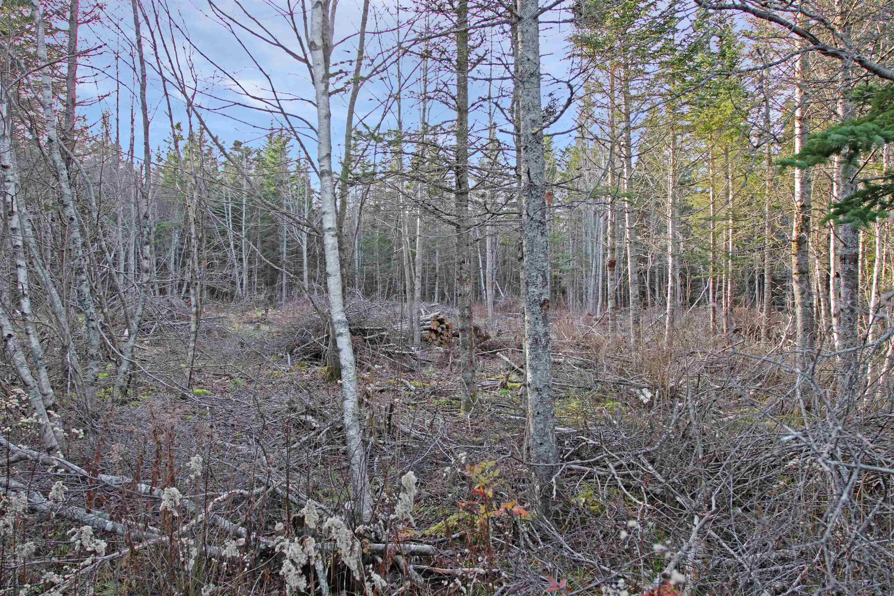 Arlington Road, Mount Hanley Ns B0s 1m0, ,Land,For Sale,Arlington,202500211