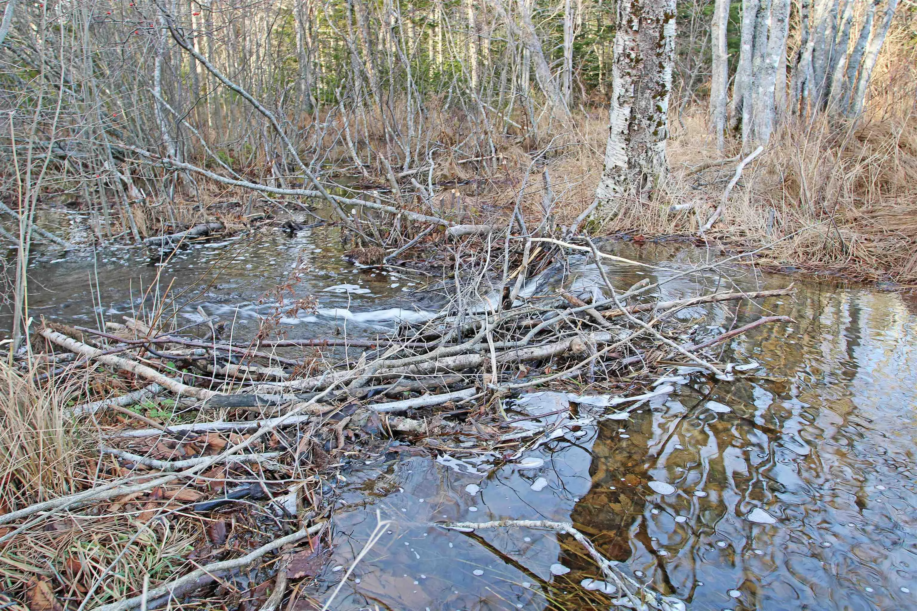 Arlington Road, Mount Hanley Ns B0s 1m0, ,Land,For Sale,Arlington,202500211