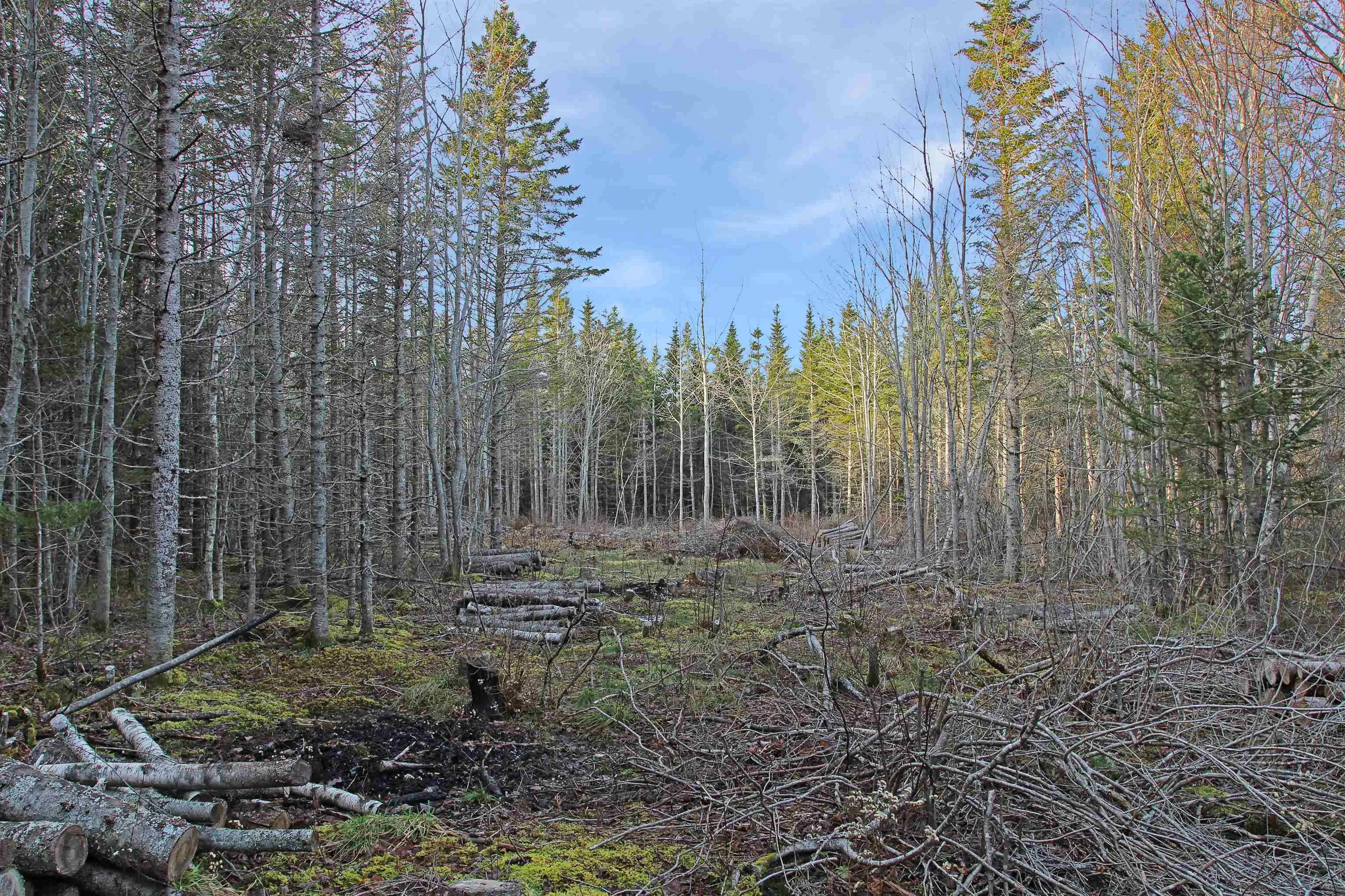 Arlington Road, Mount Hanley Ns B0s 1m0, ,Land,For Sale,Arlington,202500211