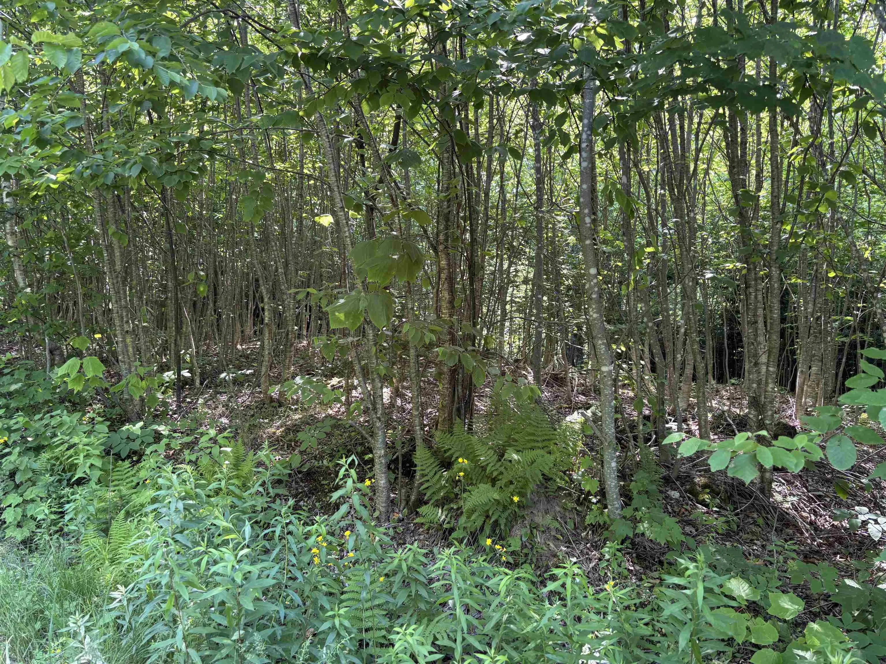 Scotsburn Road, College Grant Ns B0k 1r0, ,Land,For Sale,Scotsburn,202501542