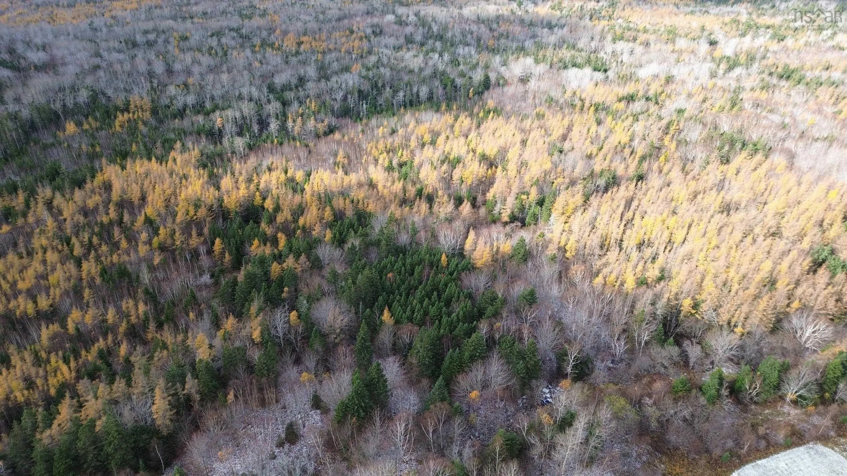 Mill Brook Road, Judique North Ns B0e 1p0, ,Land,For Sale,Mill Brook,202425594
