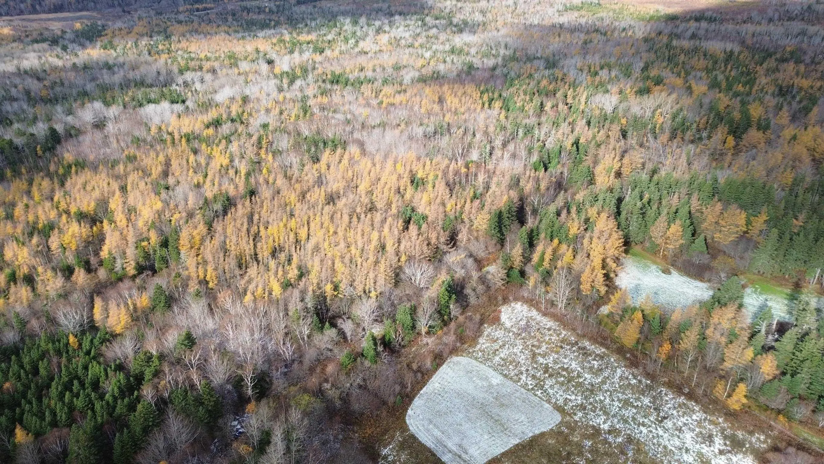 Mill Brook Road, Judique North Ns B0e 1p0, ,Land,For Sale,Mill Brook,202425594