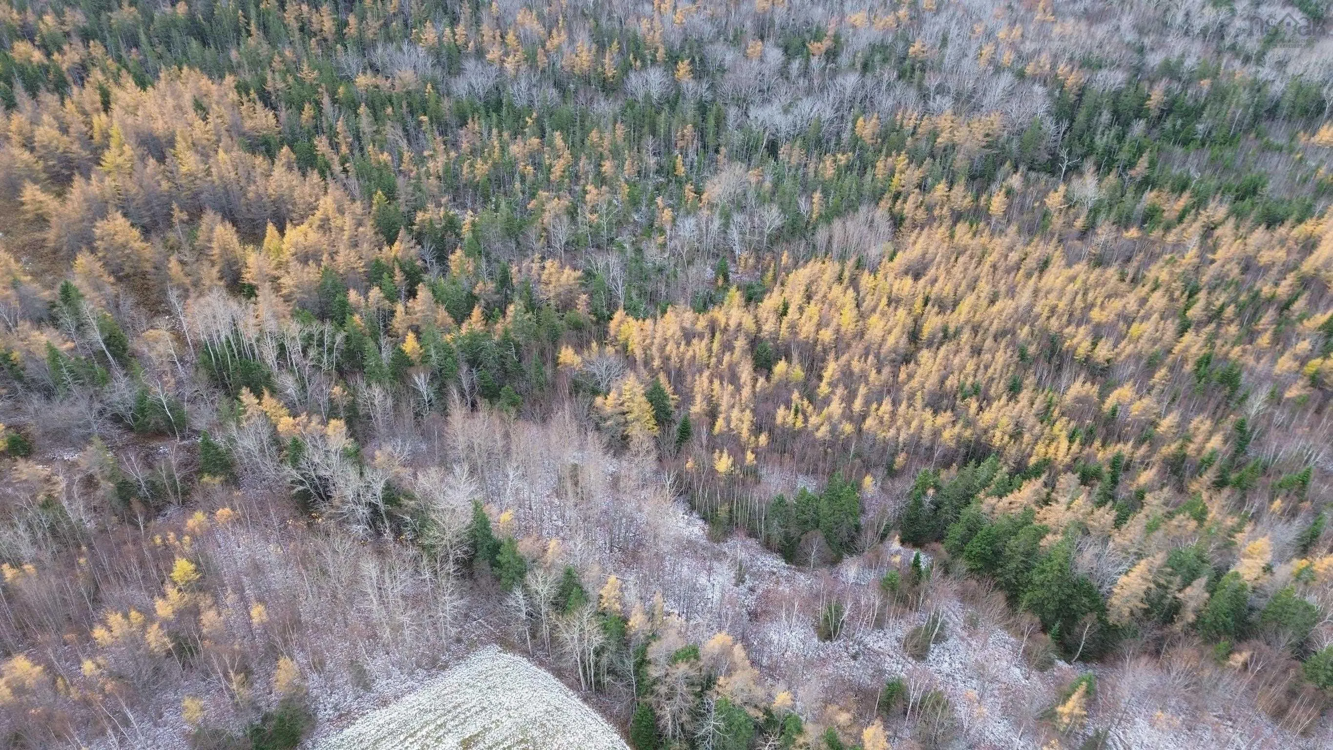 Mill Brook Road, Judique North Ns B0e 1p0, ,Land,For Sale,Mill Brook,202425594